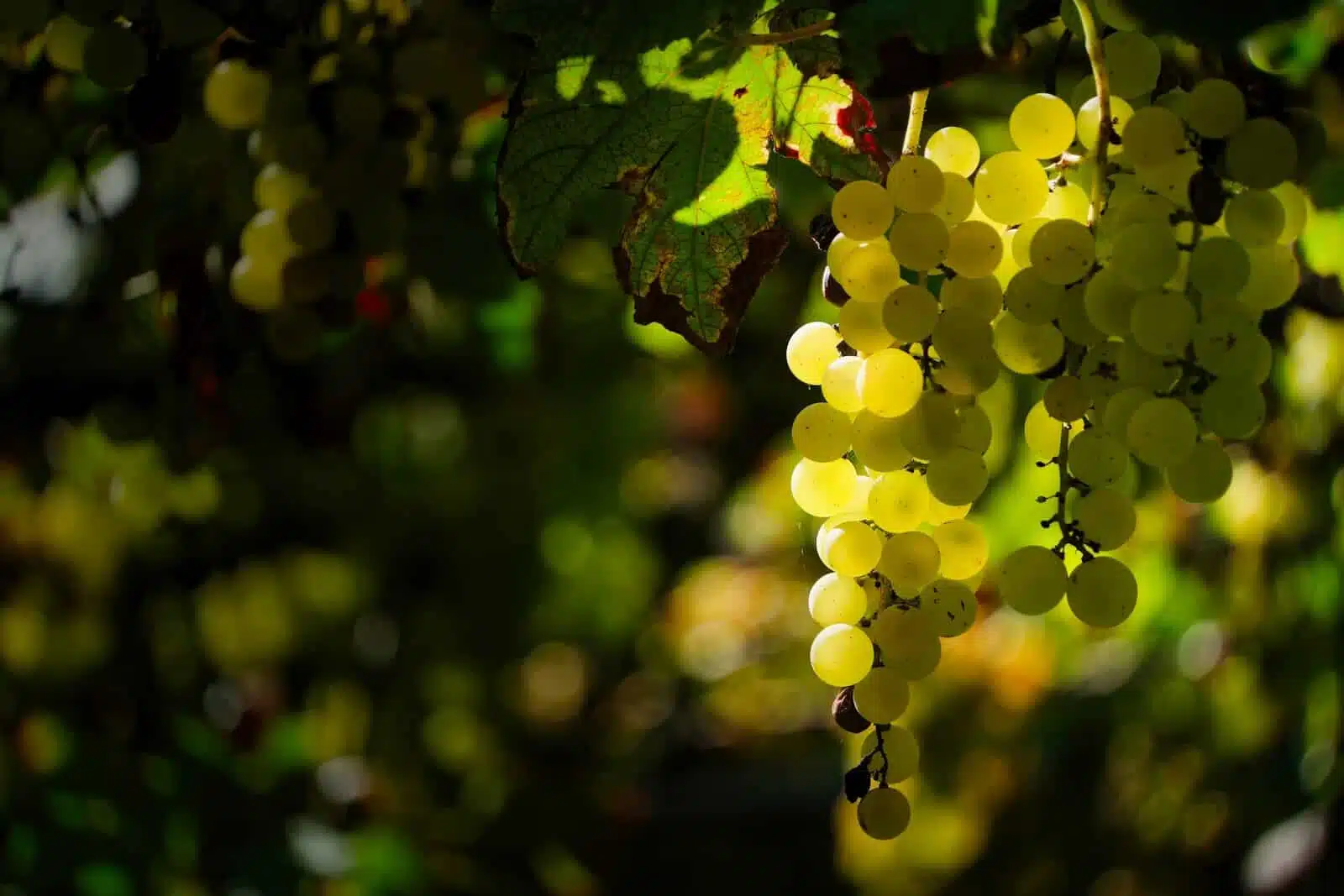A bunch of grapes hanging from a vine