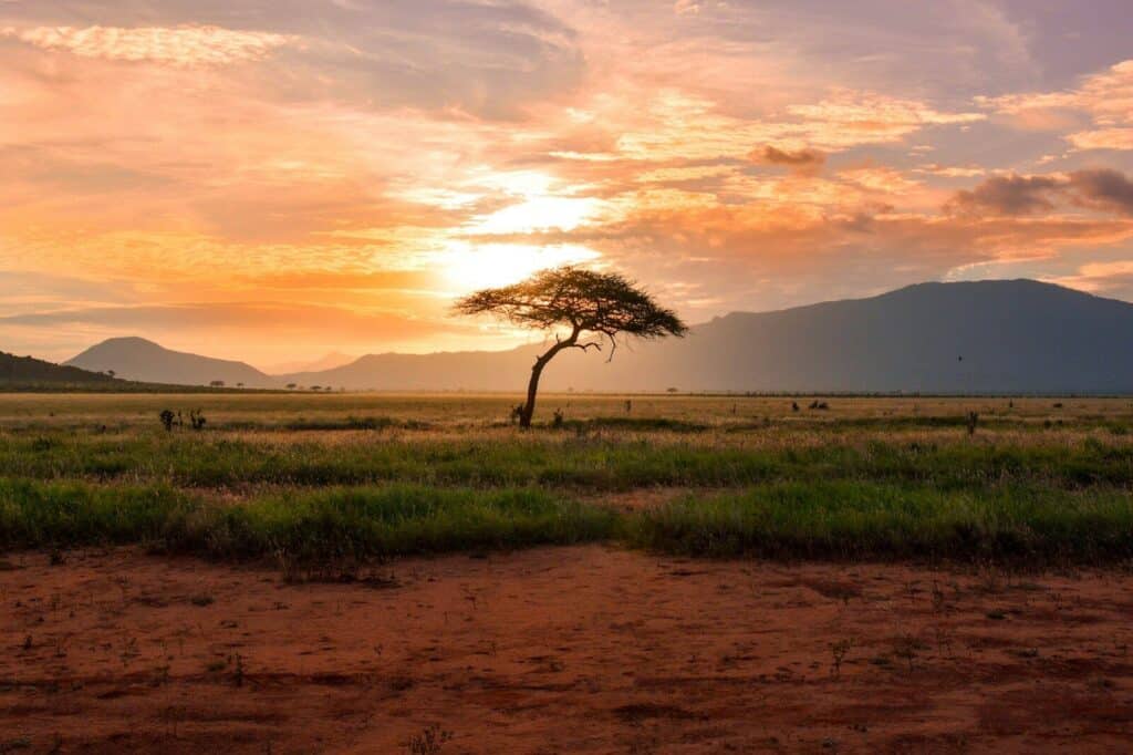 South Africa Honeymoon: Safari and Kape Town