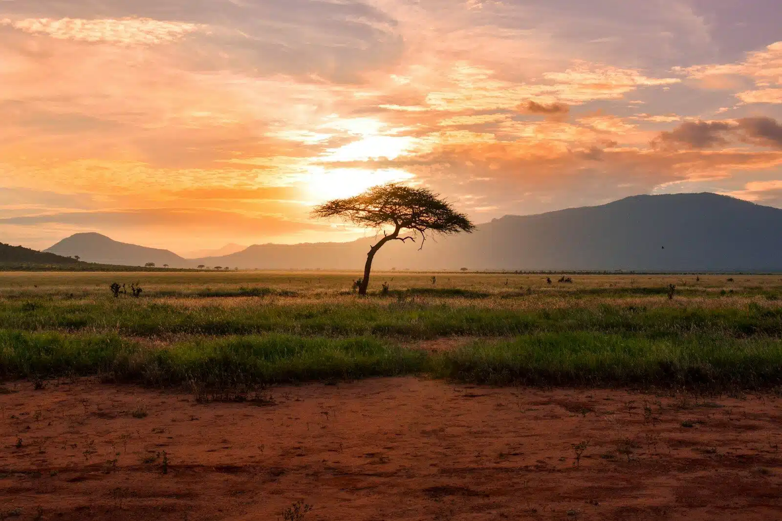 South Africa Honeymoon: Safari and Kape Town