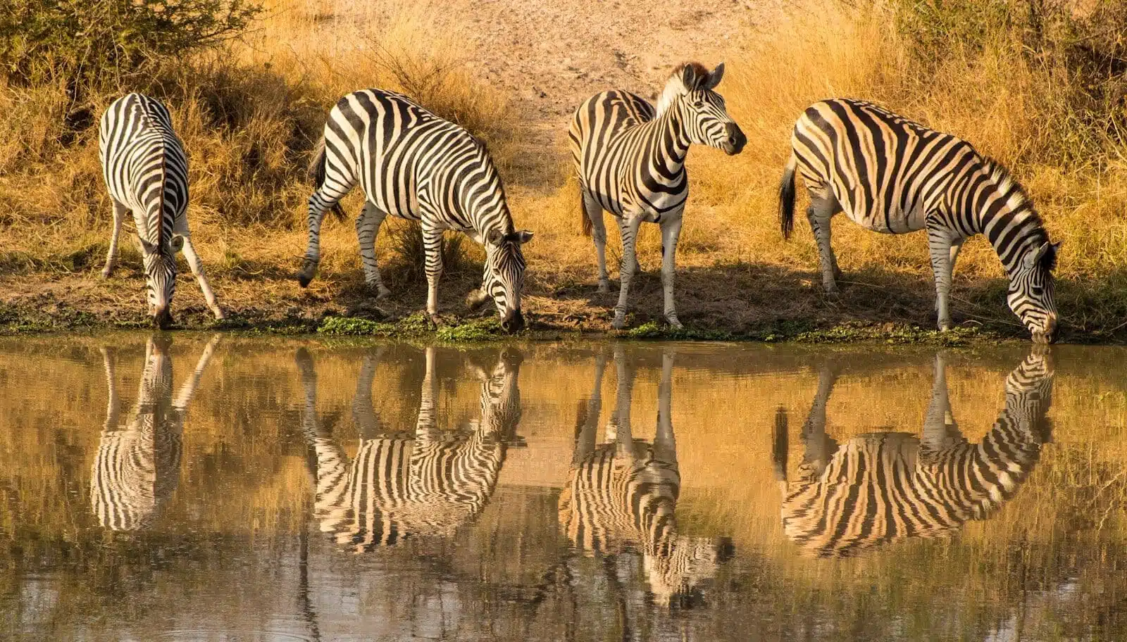 Sabi Sand Game Reserve