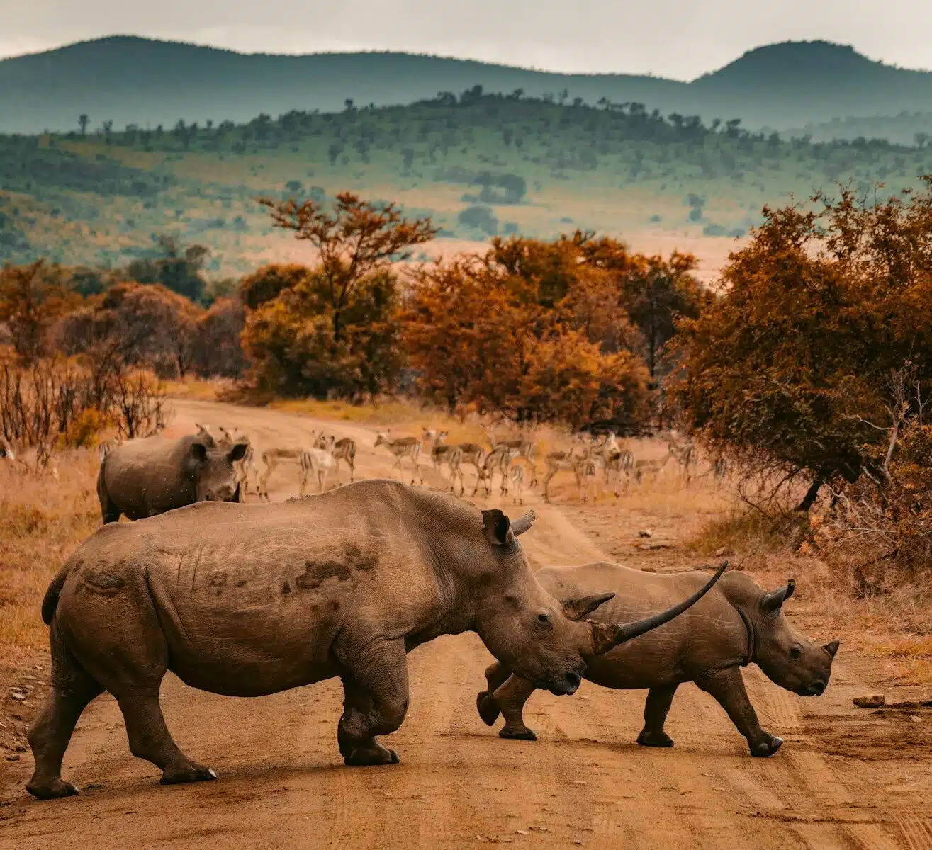 Why South Africa Honeymoon: Safari and Kape Town