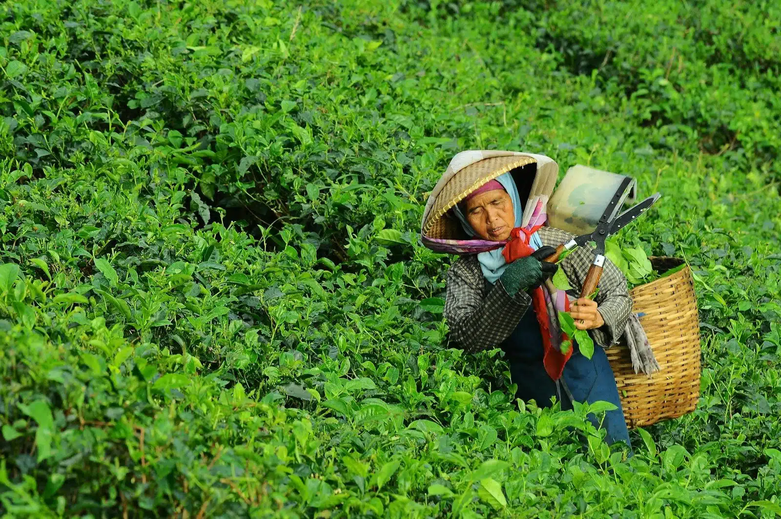 Tea Plantation