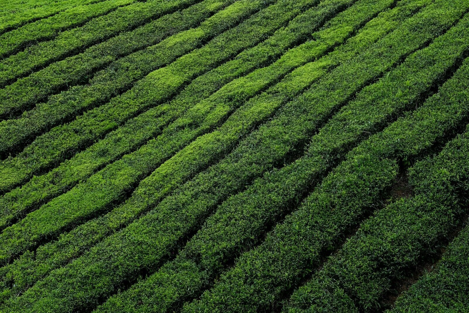 Tea Plantation