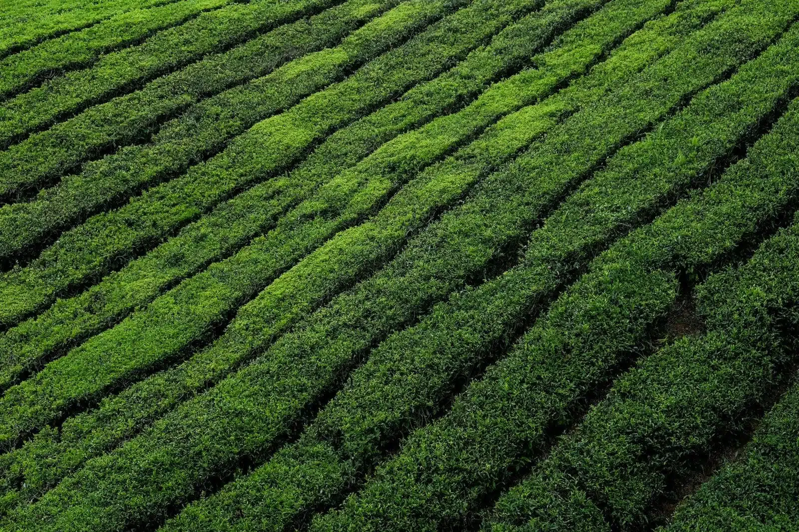Tea Plantation