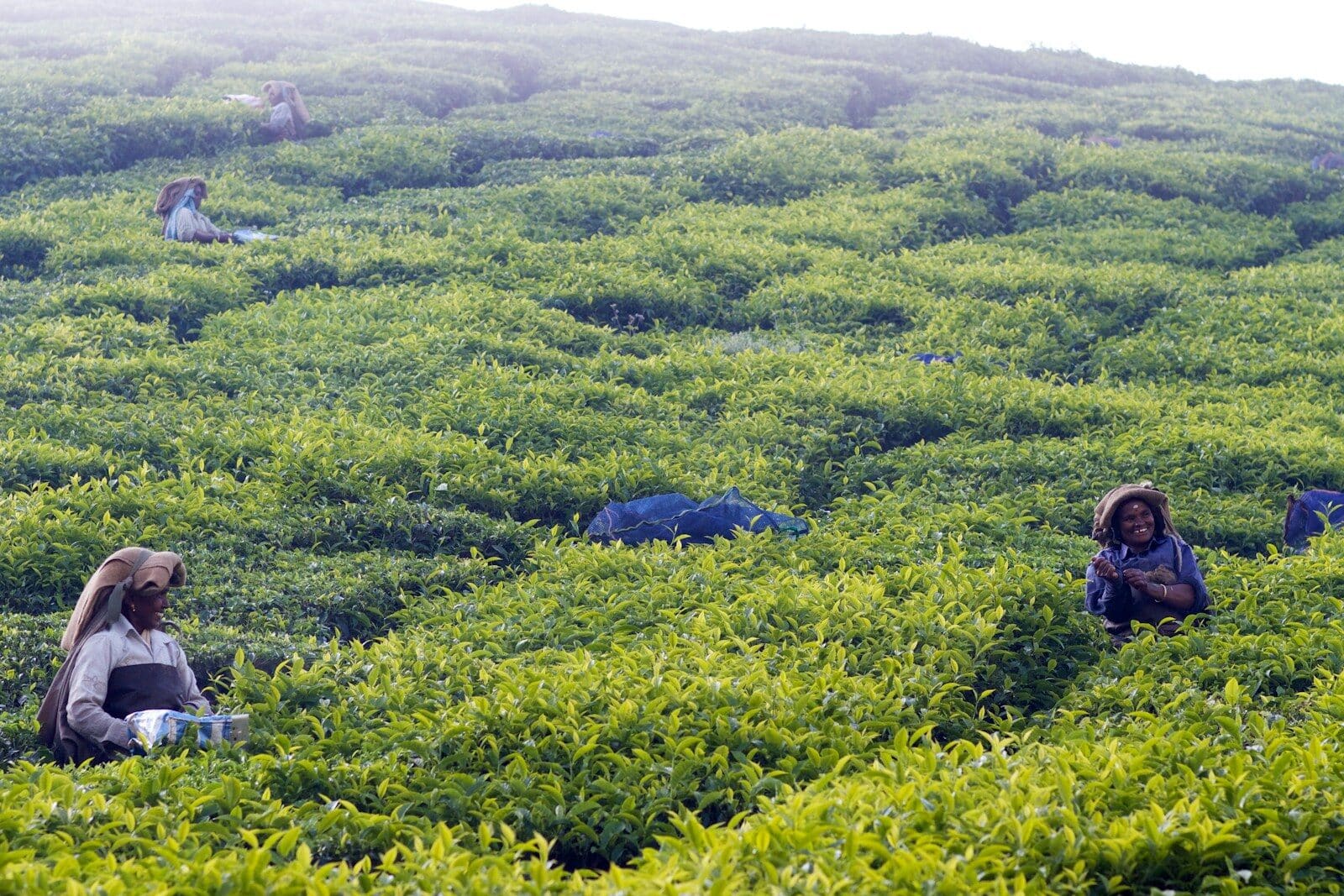 Tea Plantation