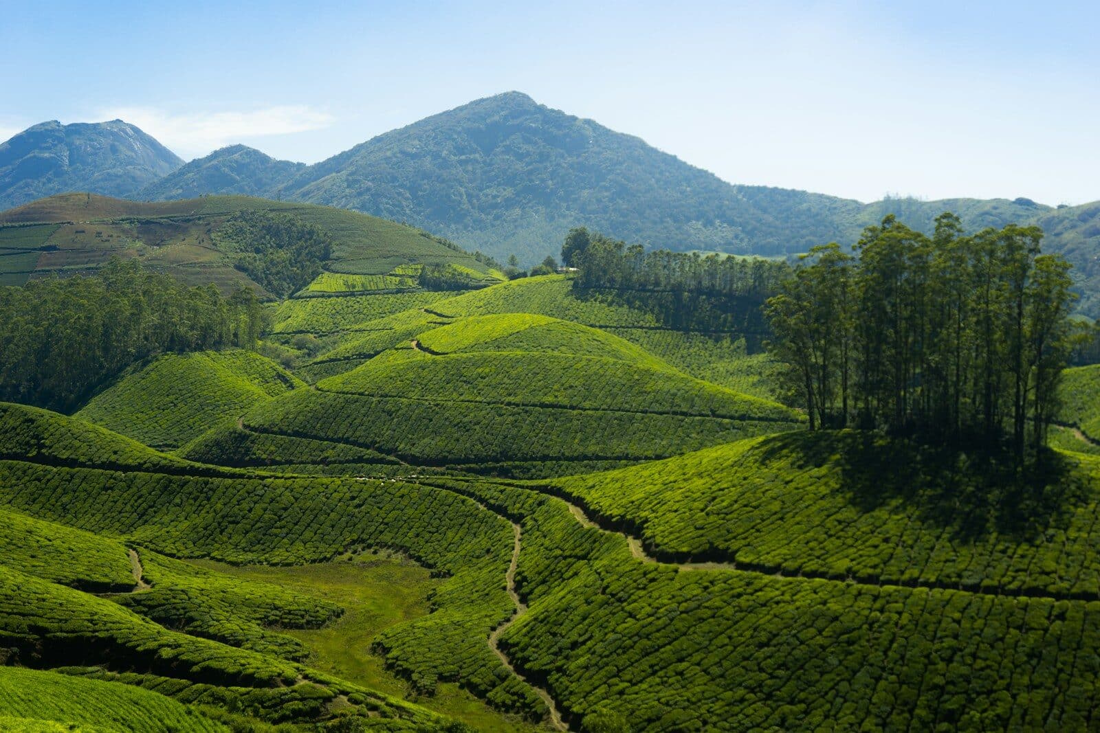 Days 6 to 8 — Munnar and Alleppey