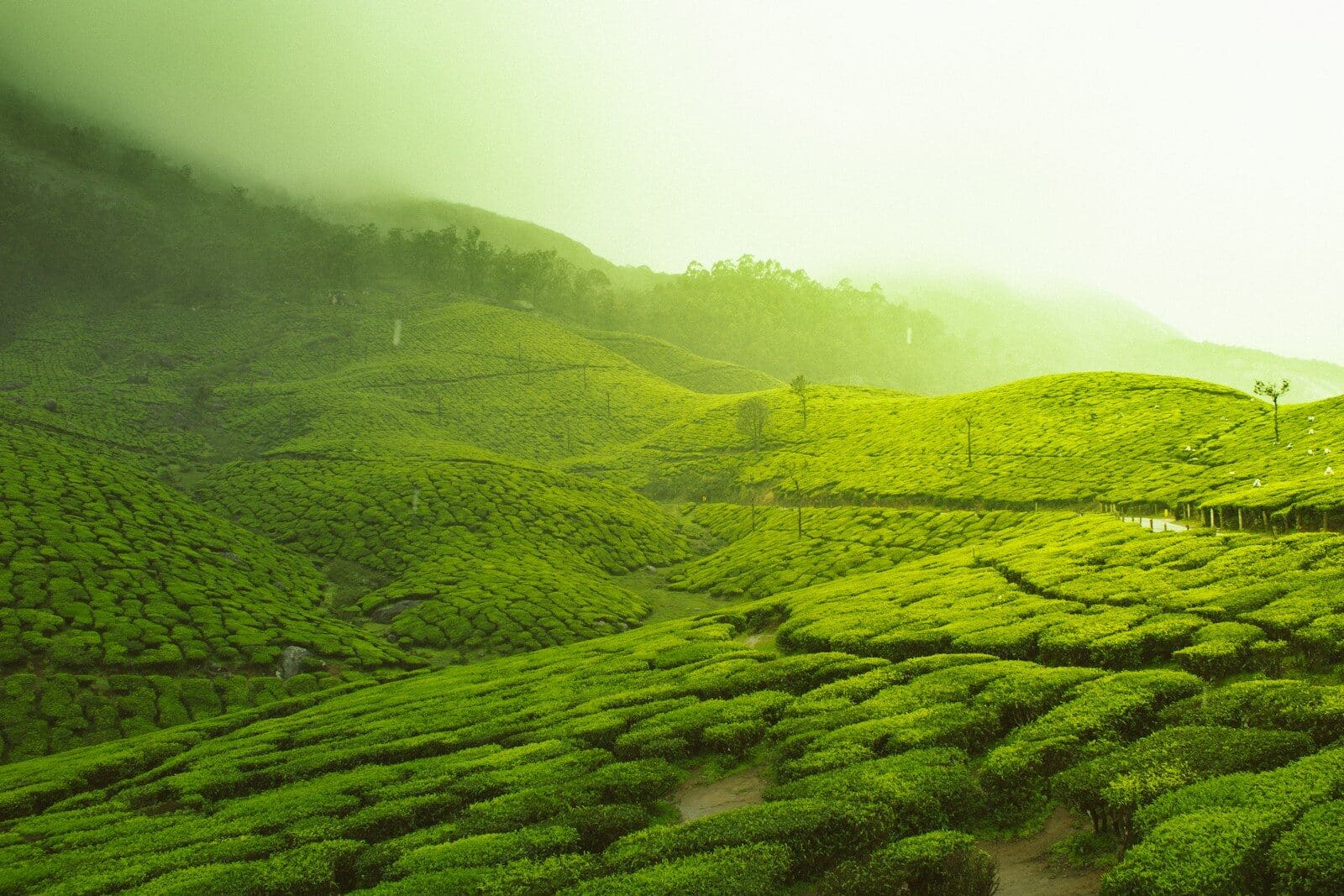 Days 4 to 7 — Kodikulam and Munnar