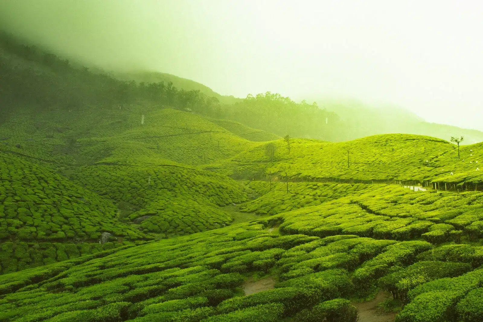 Tea Plantation