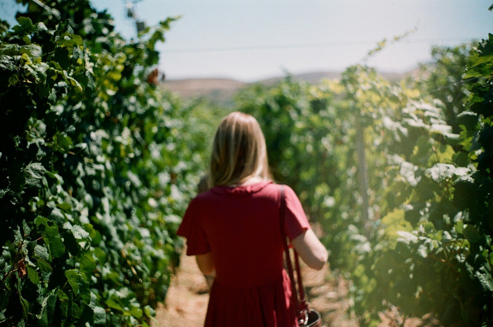 shallow focus photo of person in maroon T-shirt near green plants