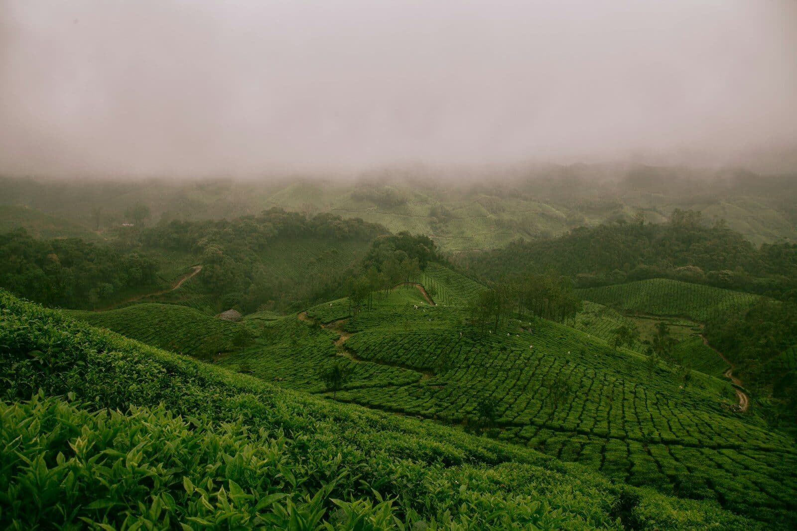Tea Plantation Walks and Tasting at Bois Chéri