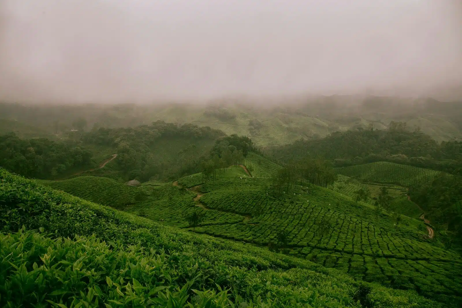 Tea Plantation Walks and Tasting at Bois Chéri