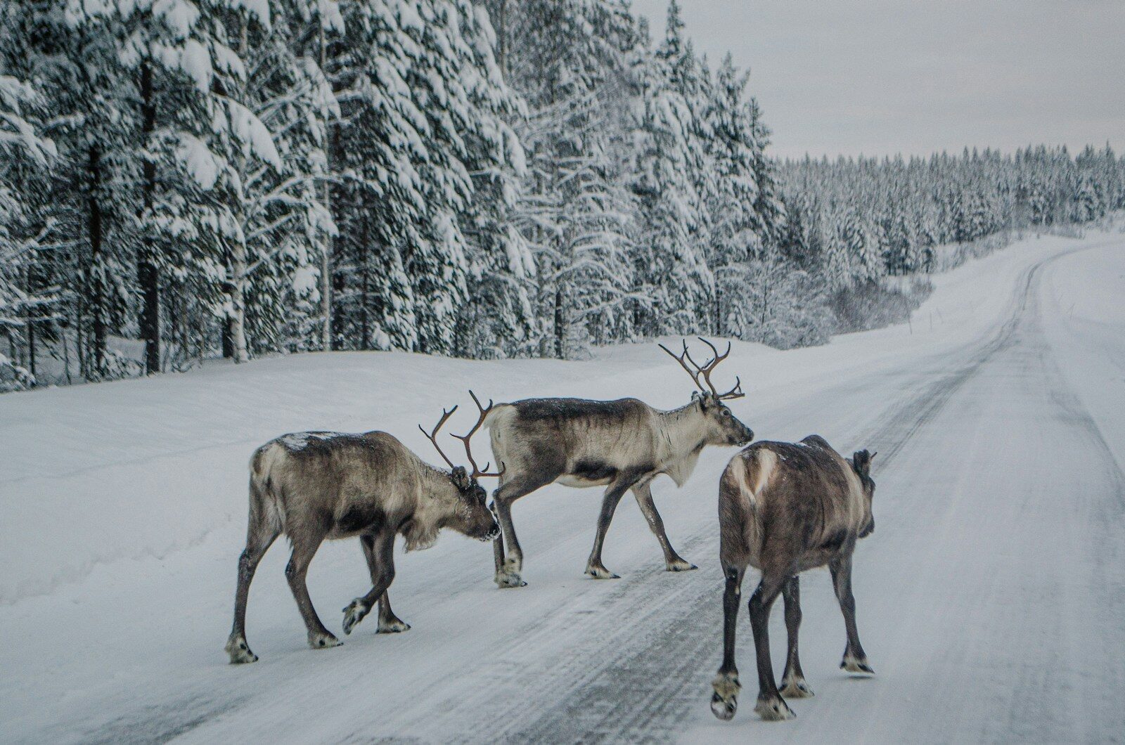 Reindeer , sweden