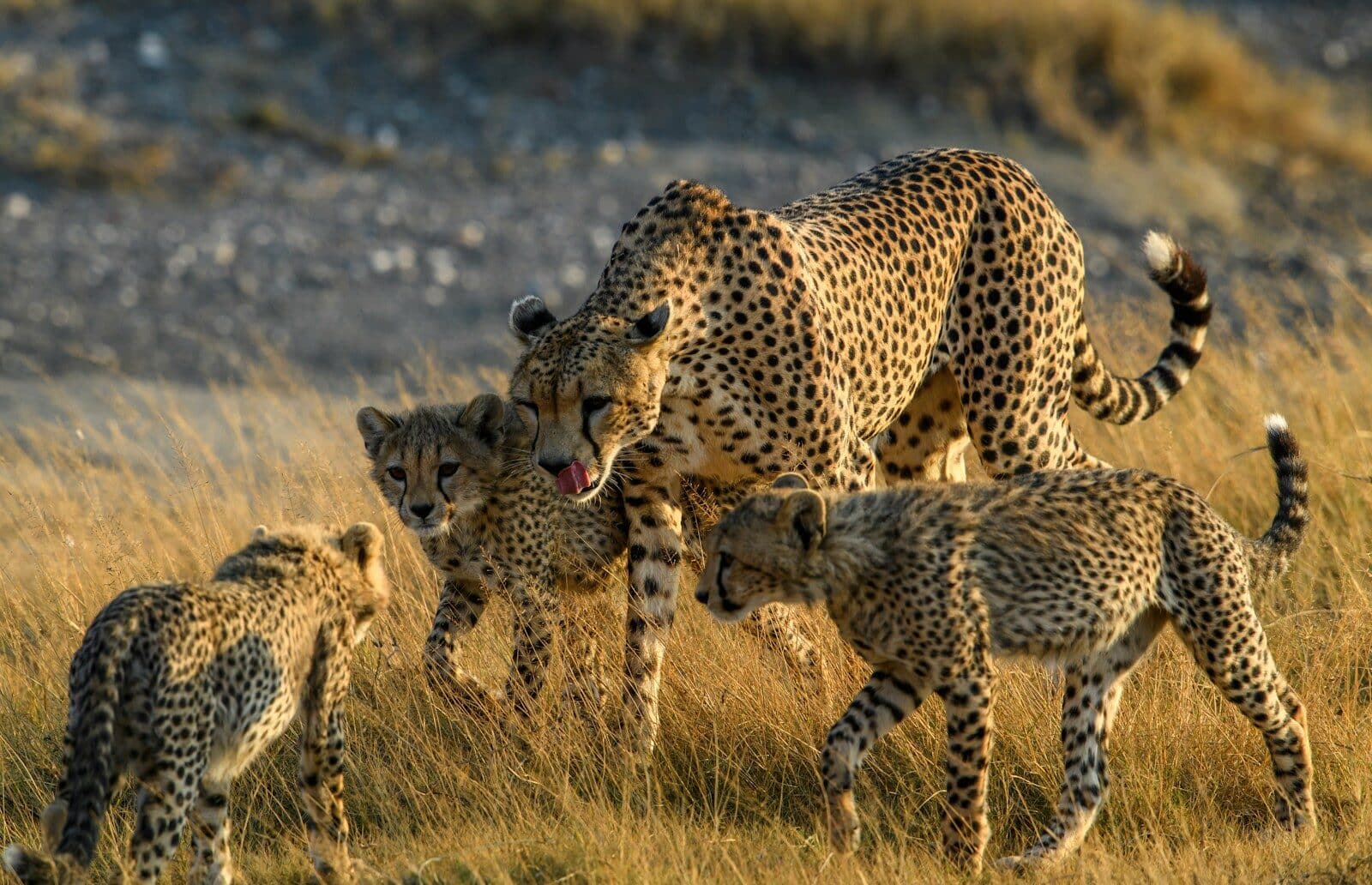 Tanzania Overview