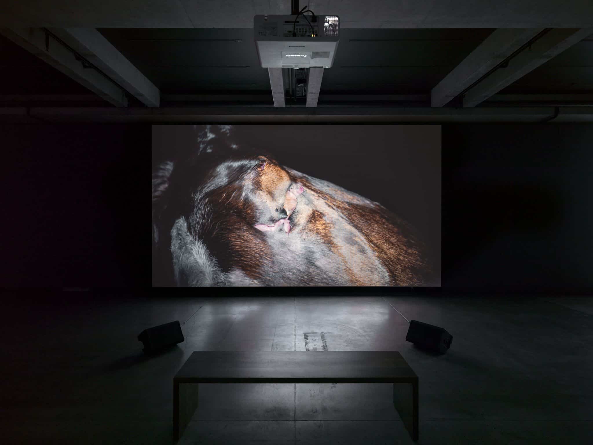 MONA Museum in Australia