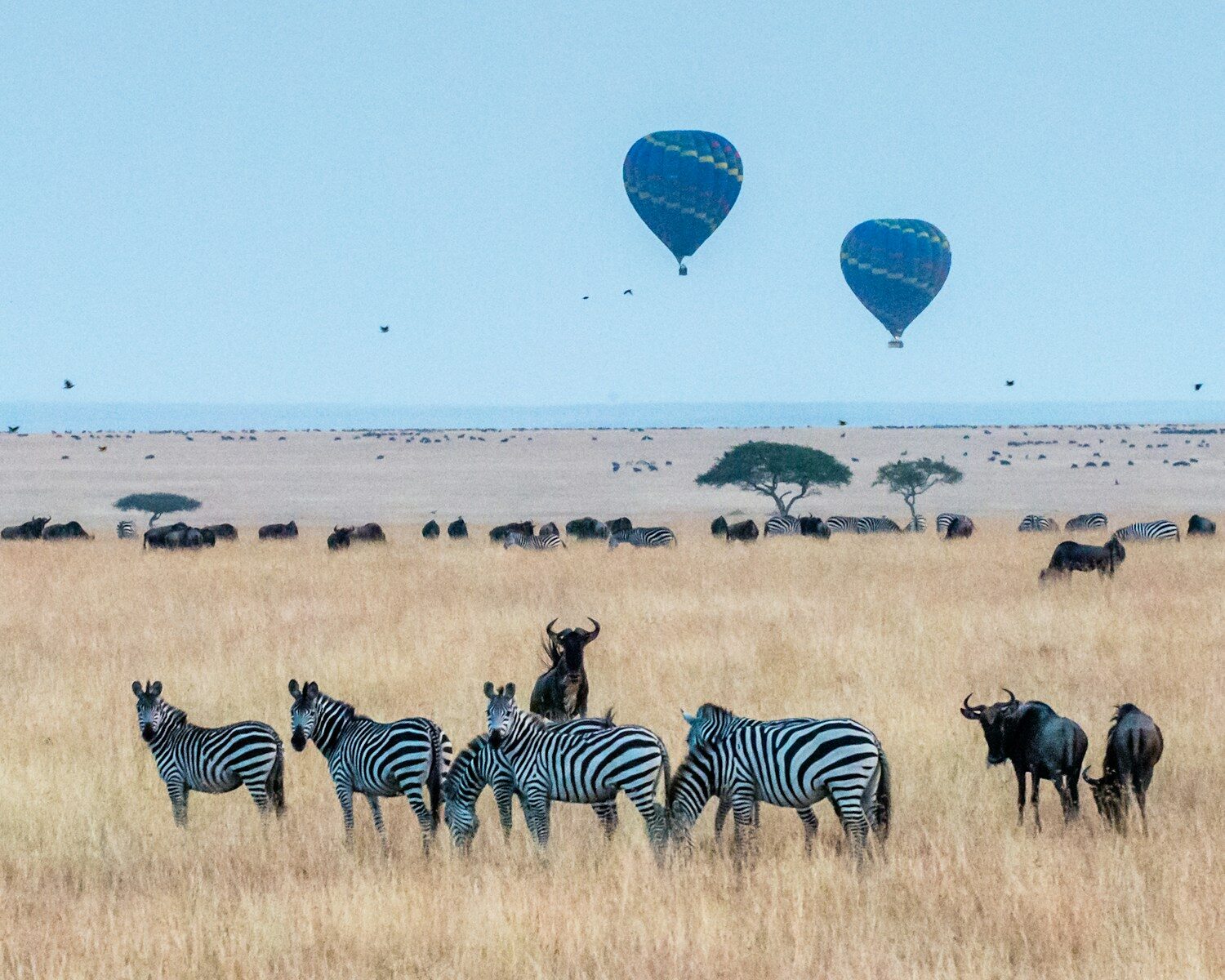 Hot Air Balloon Over the Masai Mara