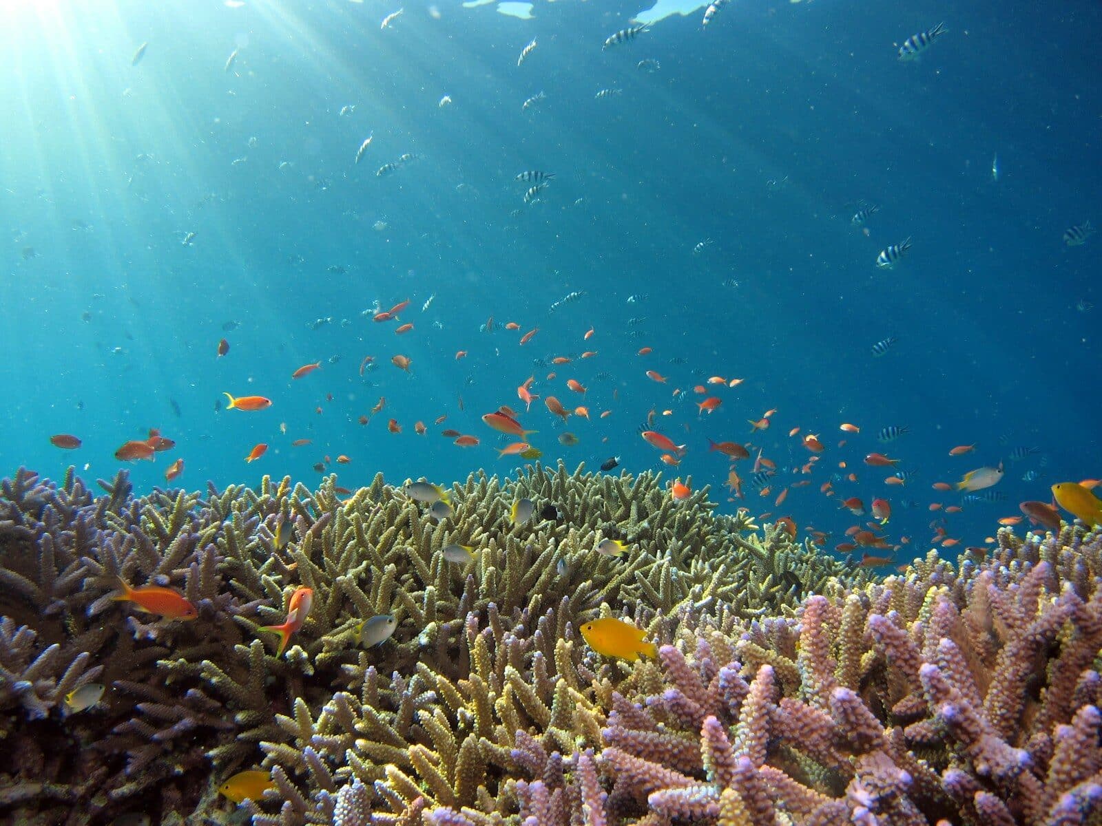 Elite Great Barrier Reef Yacht Charter & First-Tracks Scuba Diving