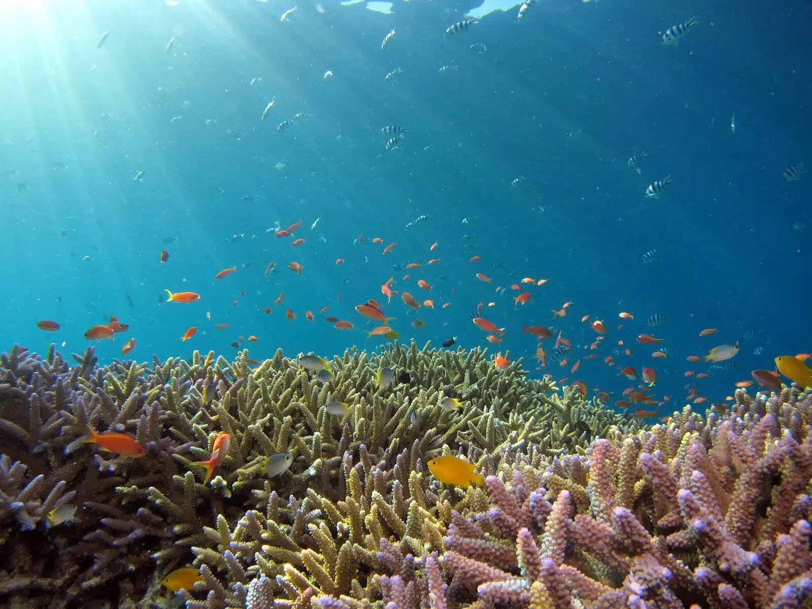 Elite Great Barrier Reef Yacht Charter & First-Tracks Scuba Diving