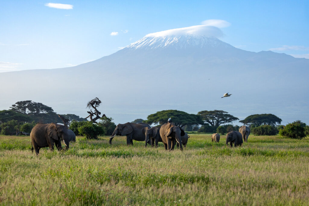 Angama Amboseli