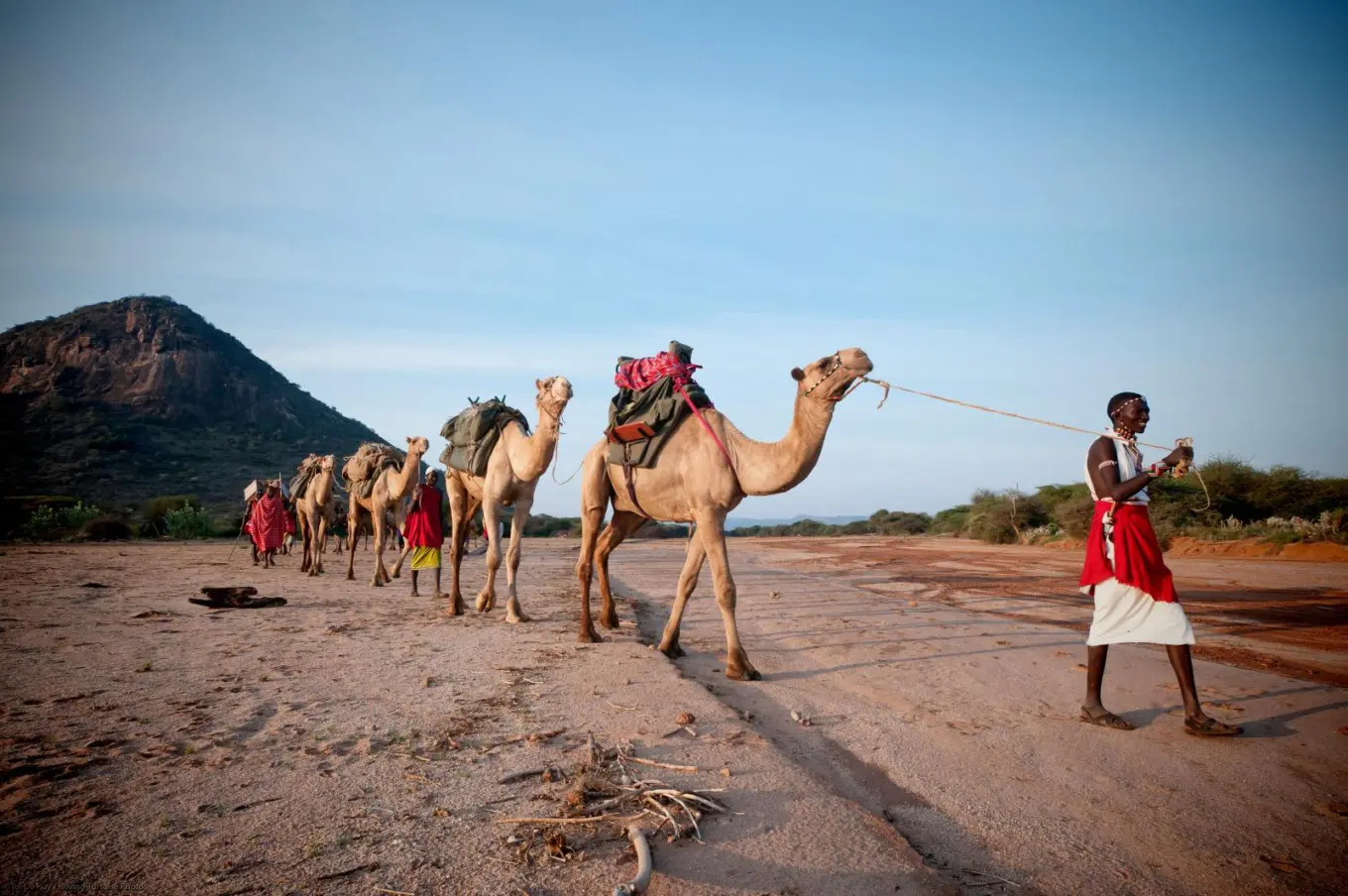 Camel Safari Through Samburu with a Samburu Guide
