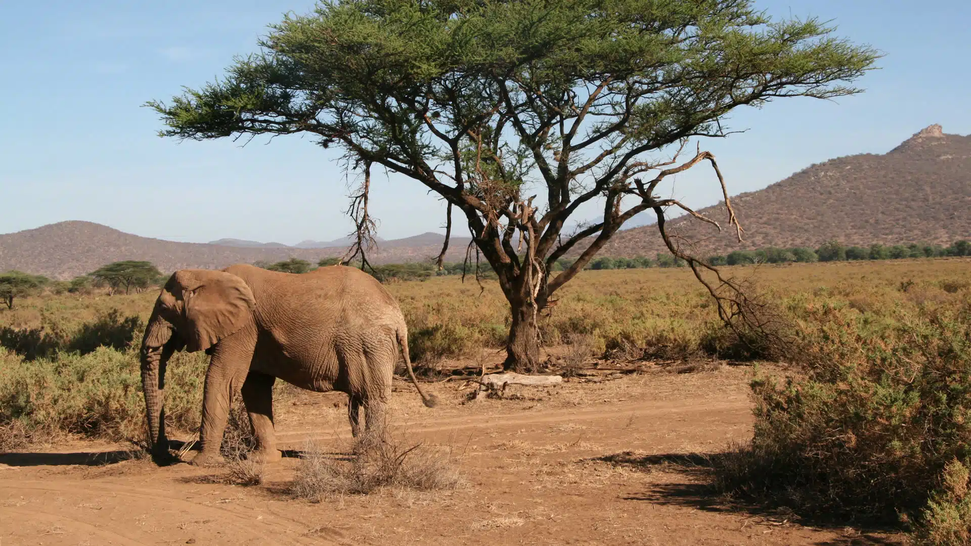 Camel Safari Through Samburu with a Samburu Guide