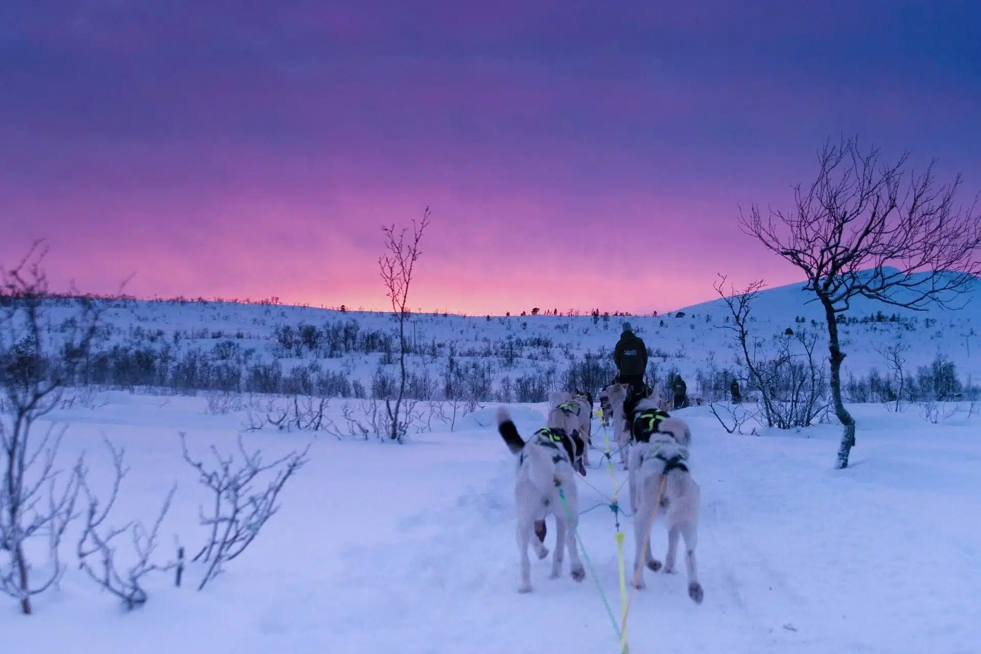 Dog Sledding in Finnmark, Norway