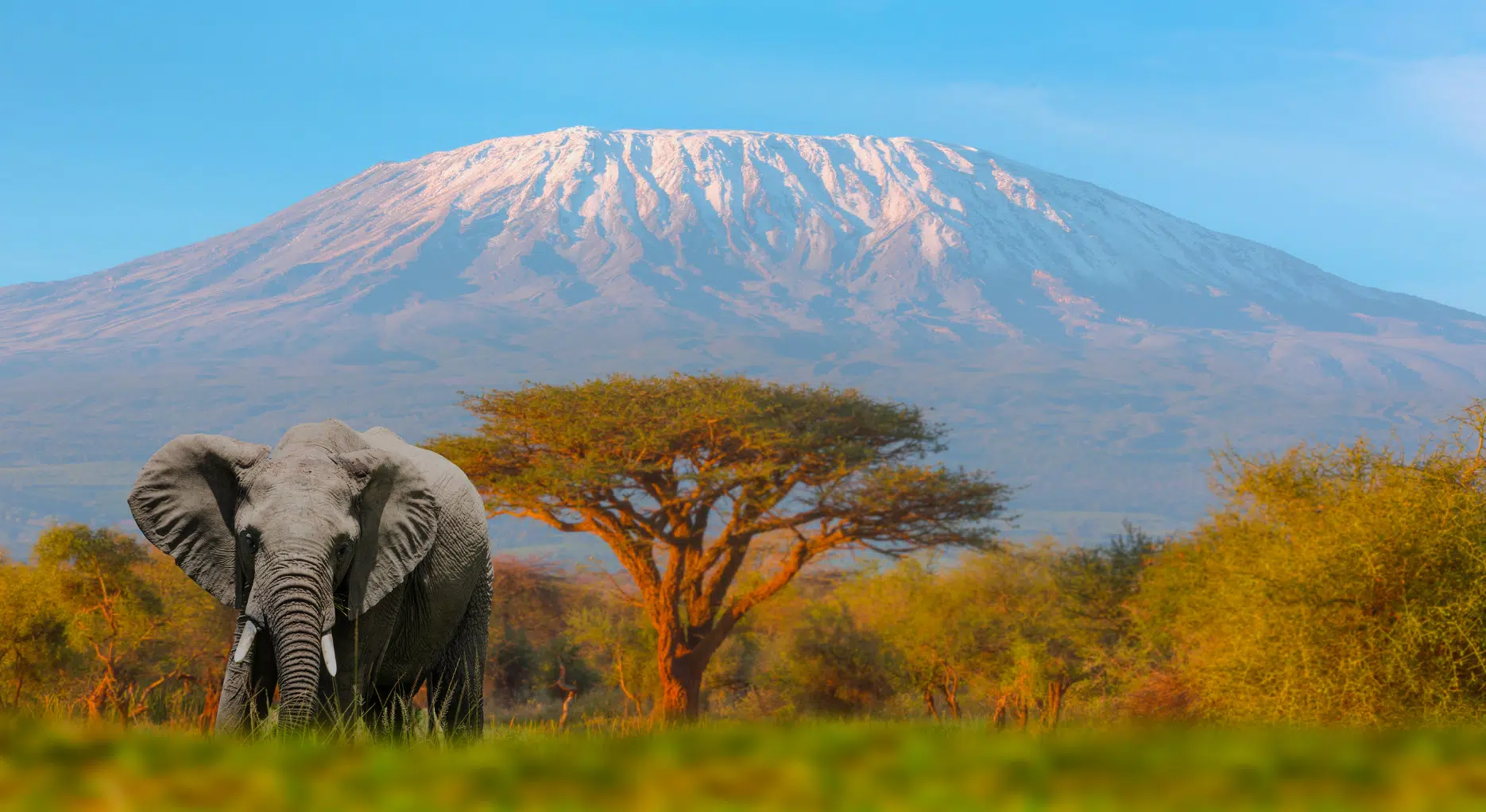 Tanzania vs. Botswana: Which African Safari Should You Choose?