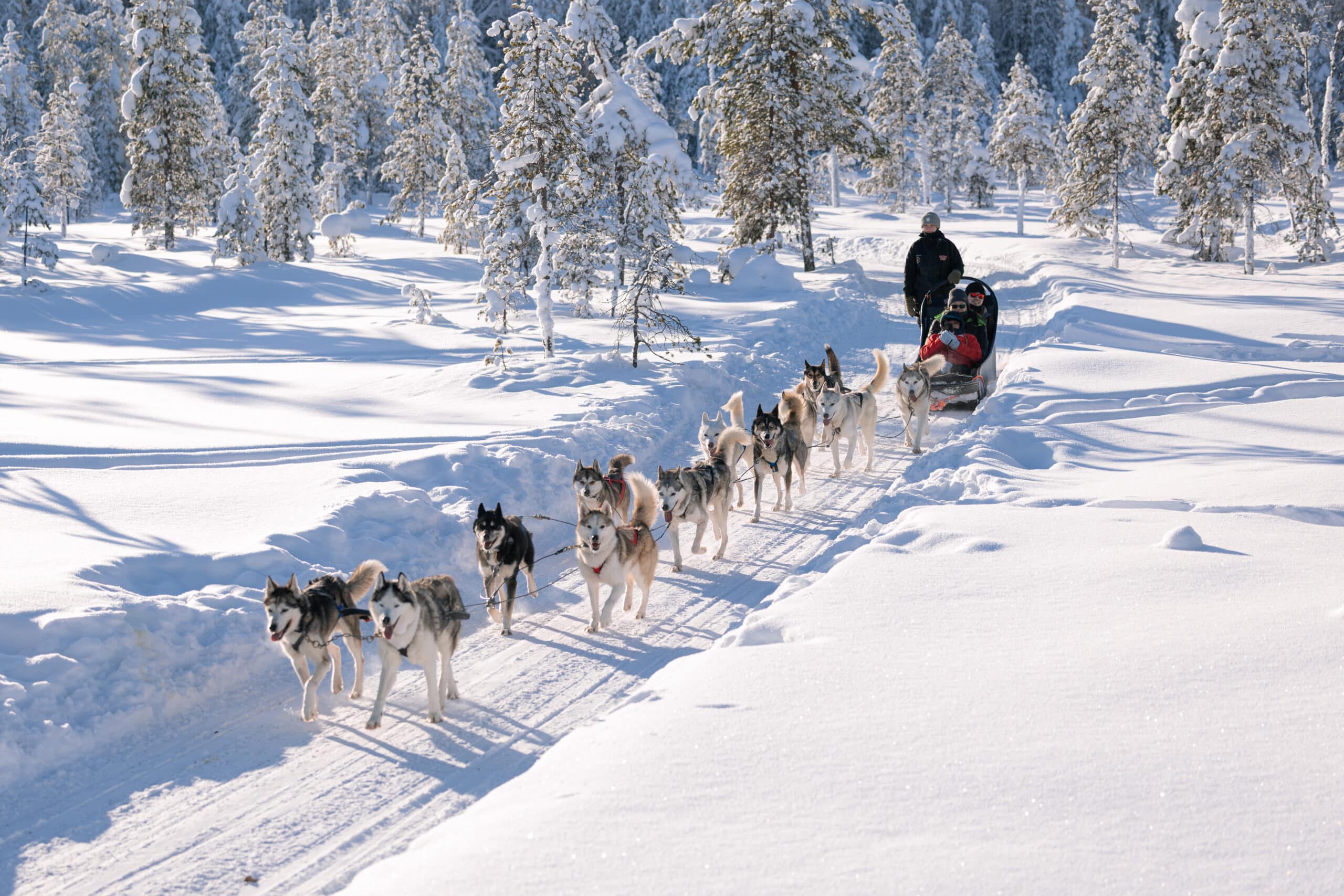 Husky Sledding Through Lapland