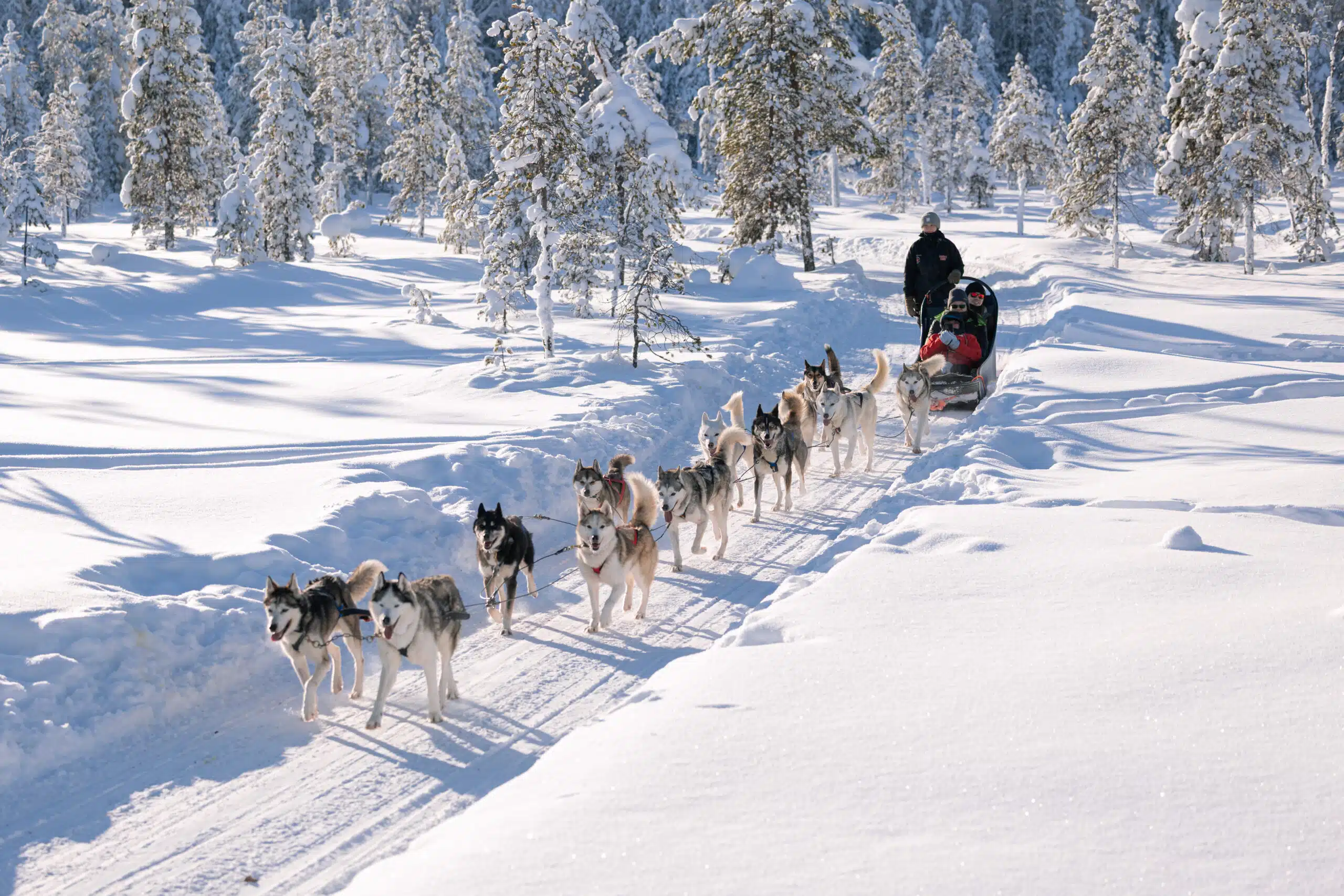 Husky Sledding Through Lapland
