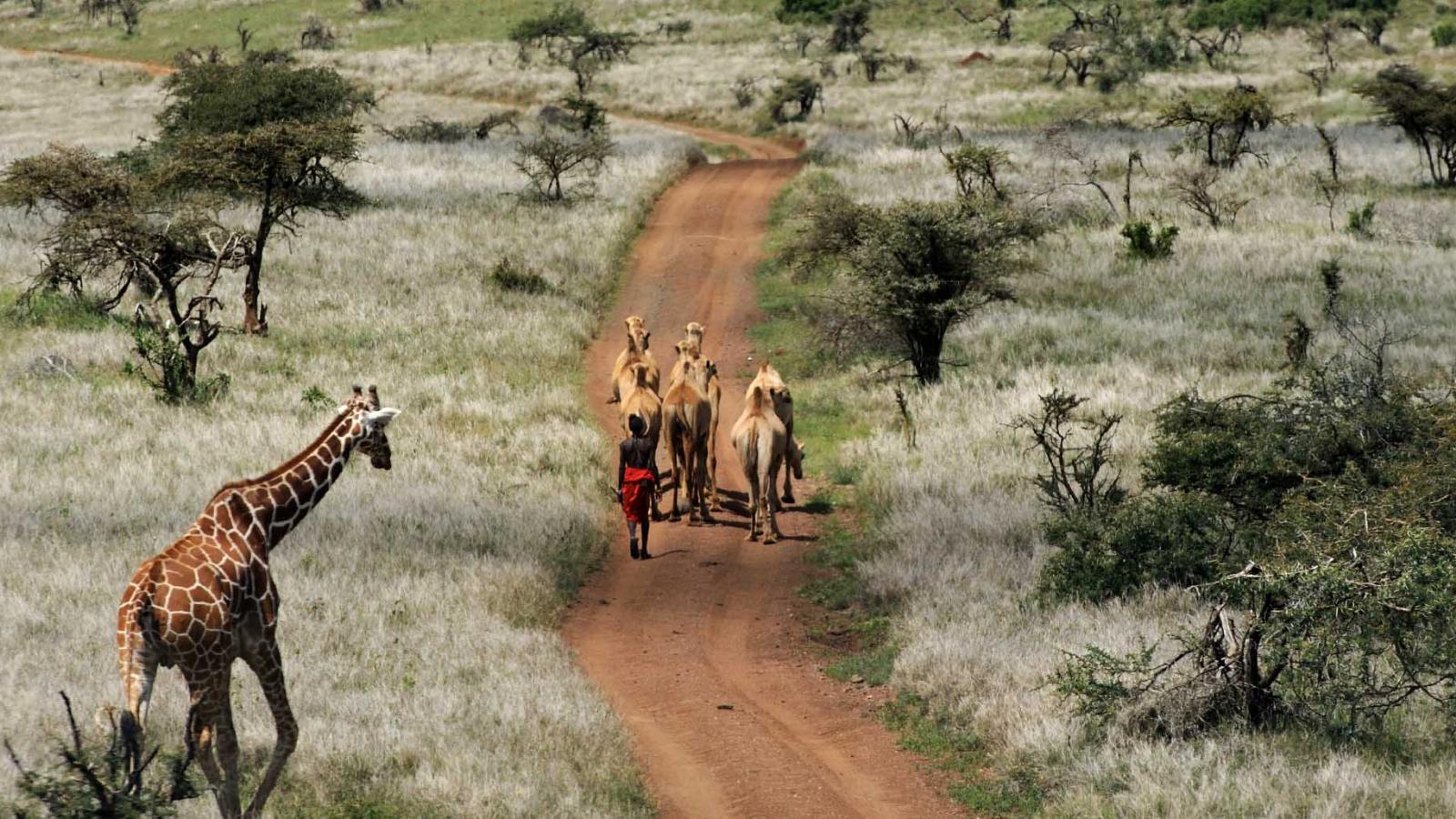 Wildlife Beyond the Usual Inventory