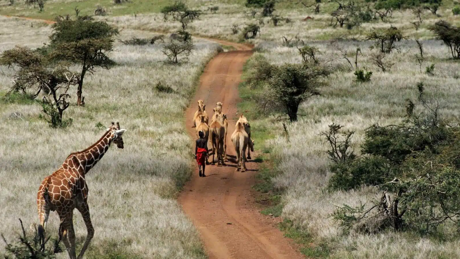 Wildlife Beyond the Usual Inventory