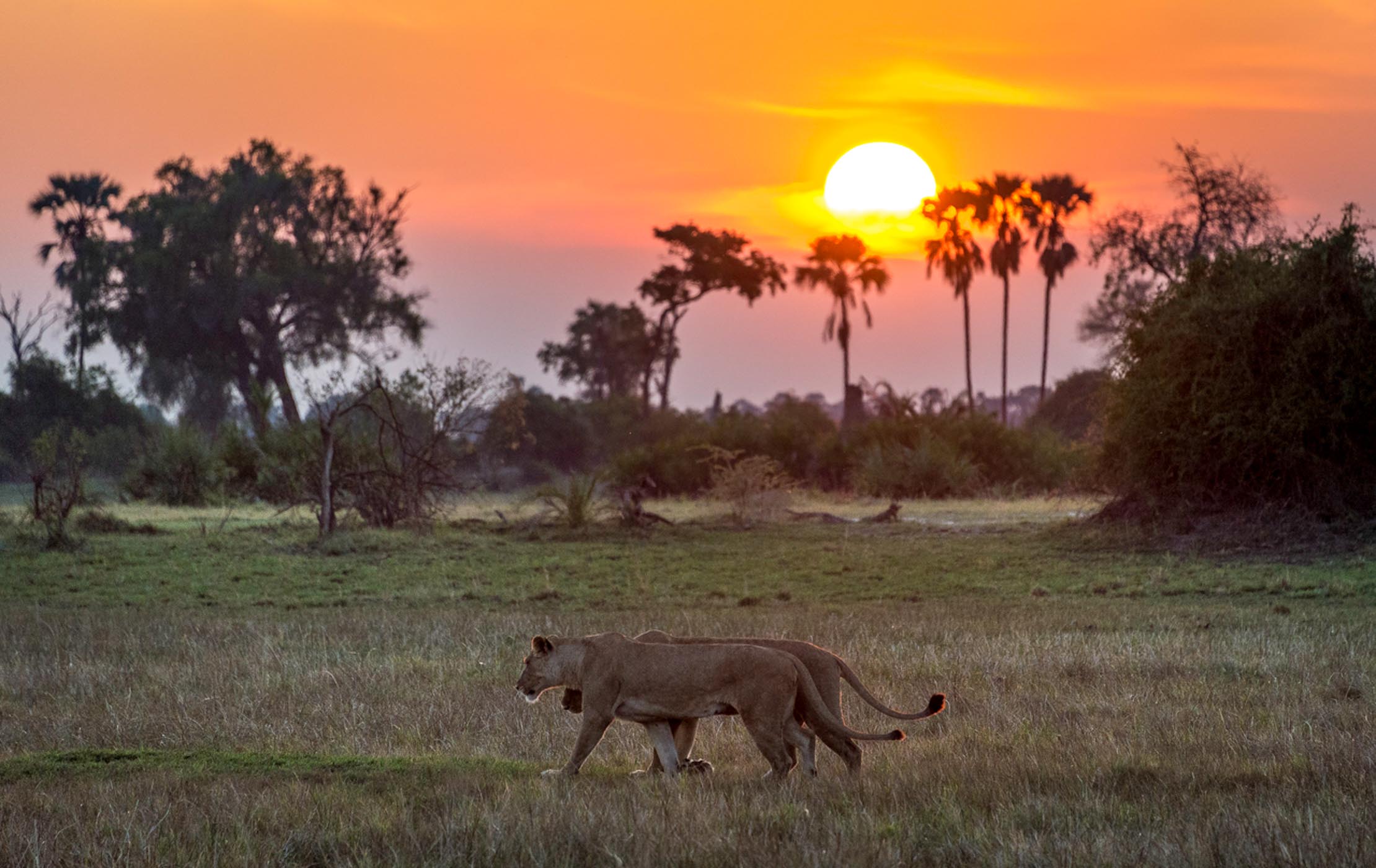 Why Luxury Botswana Safari: Delta to Desert