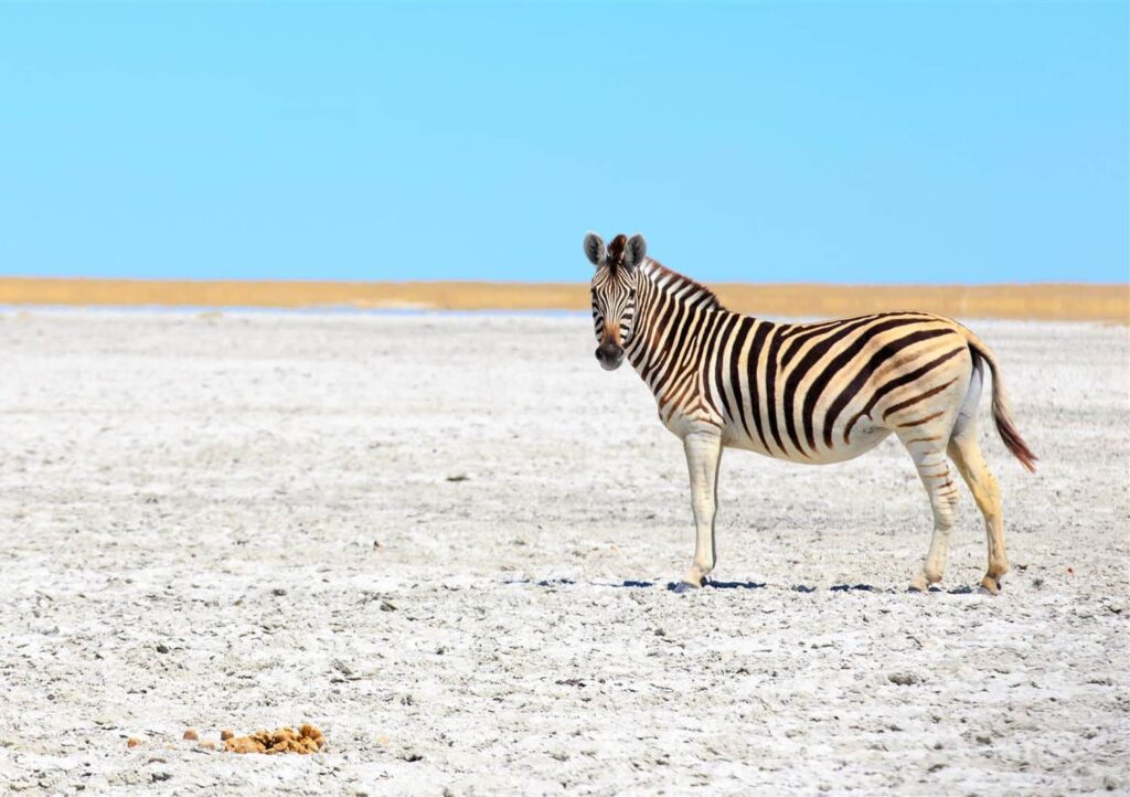 Luxury Botswana Safari