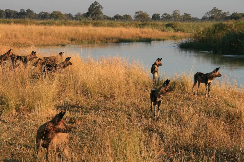 Luxury Botswana Safari