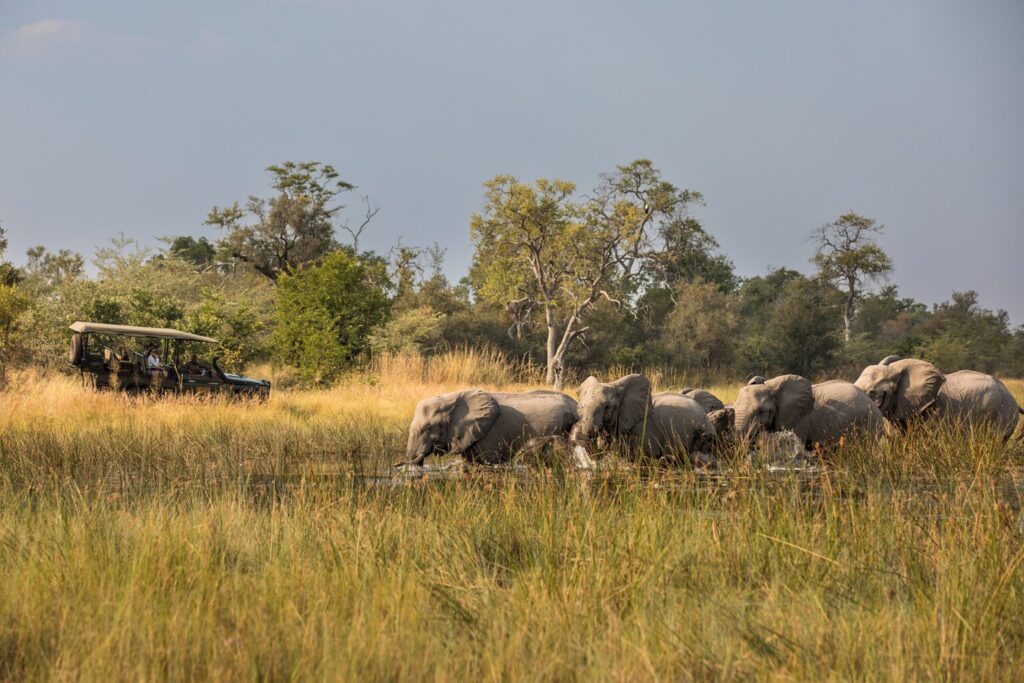 Luxury Botswana Safari