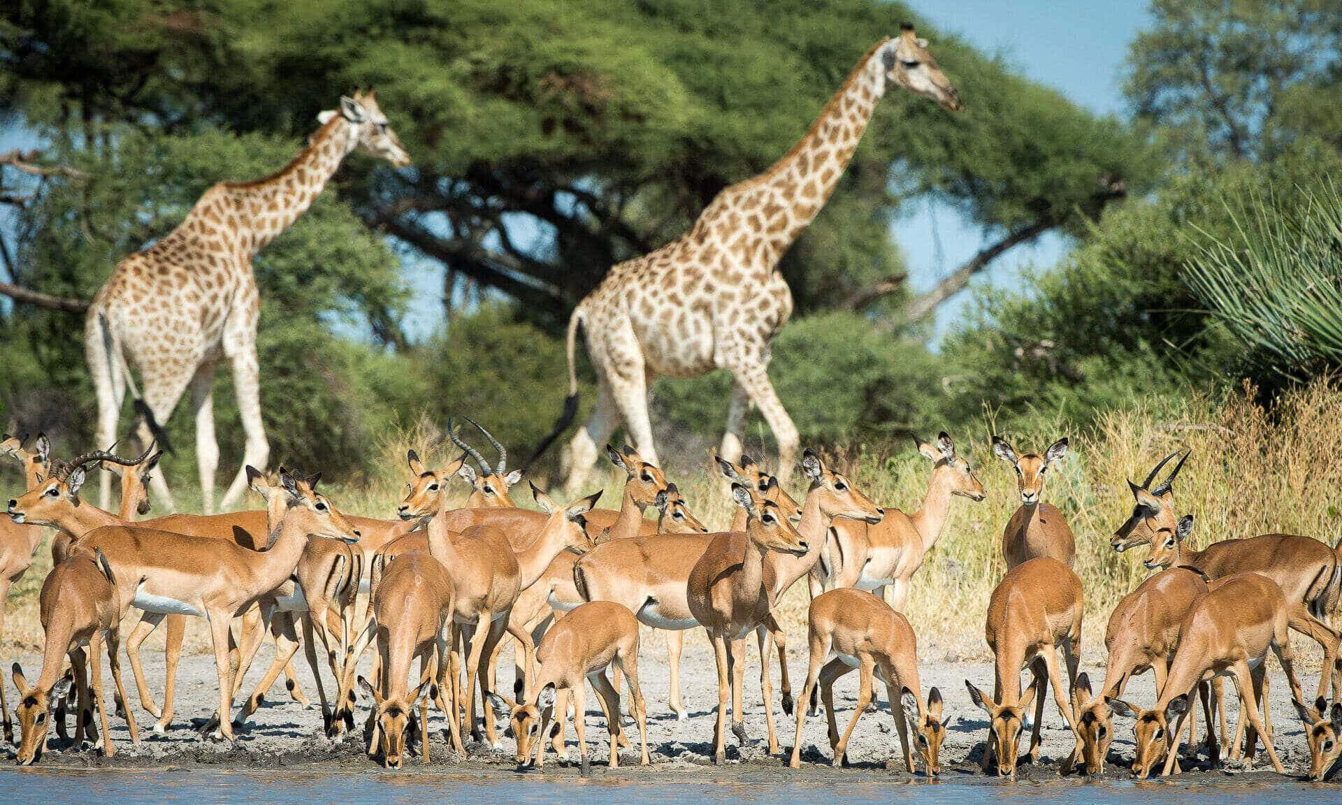 Days 5-7: Moremi Game Reserve, Botswana