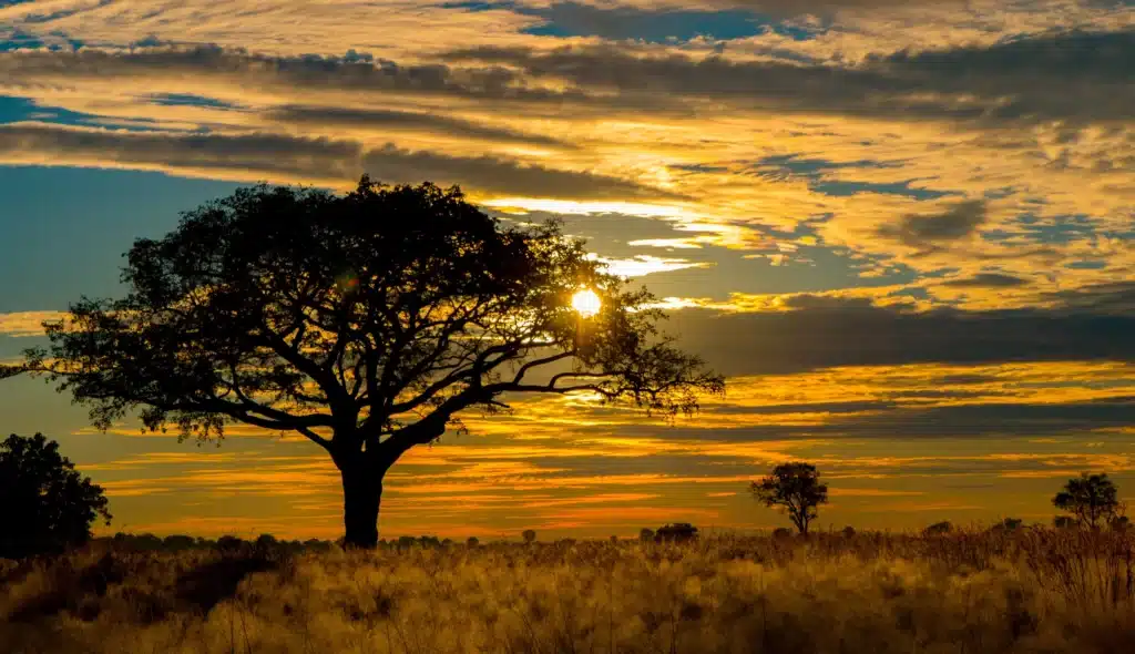 Moremi Game Reserve