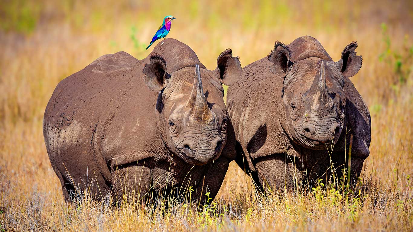 Rhino in Lewa Wildlife Conservancy