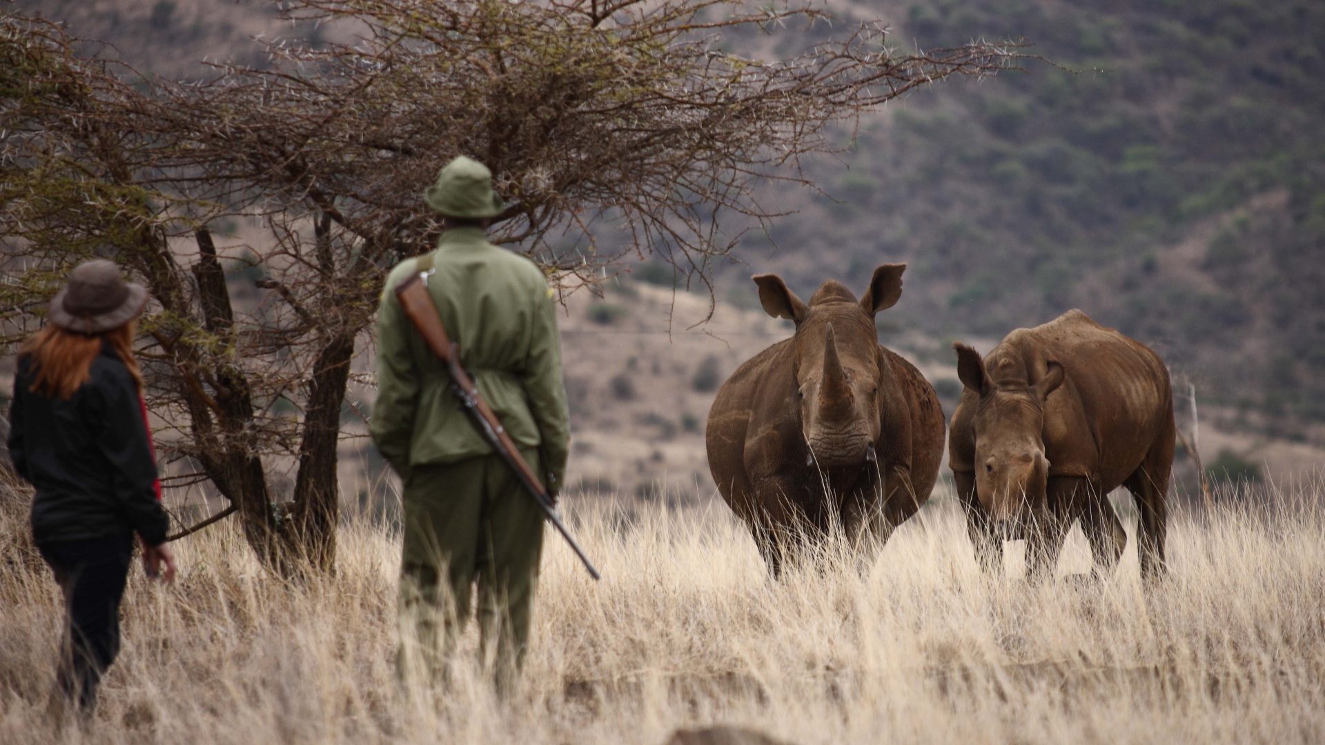 Rhino in Lewa Wildlife Conservancy