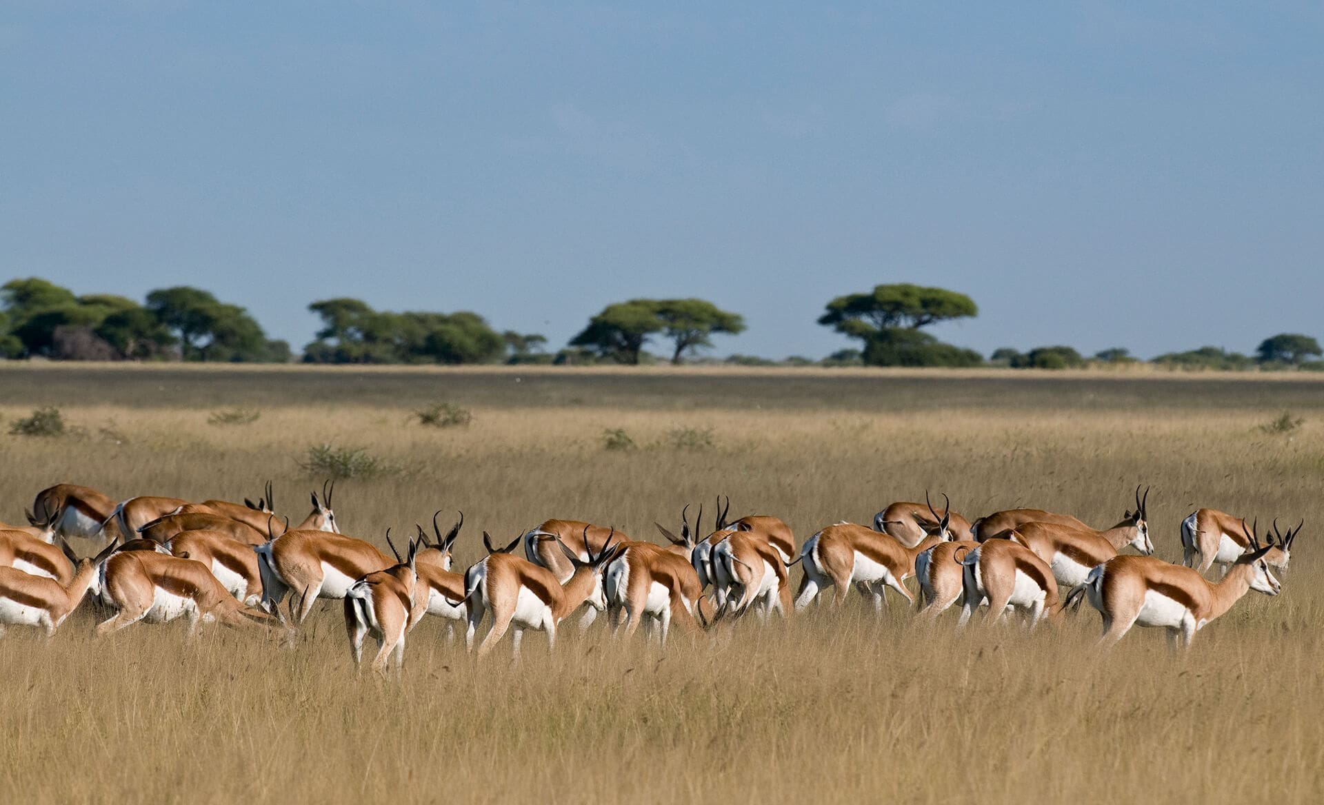San in the Central Kalahari