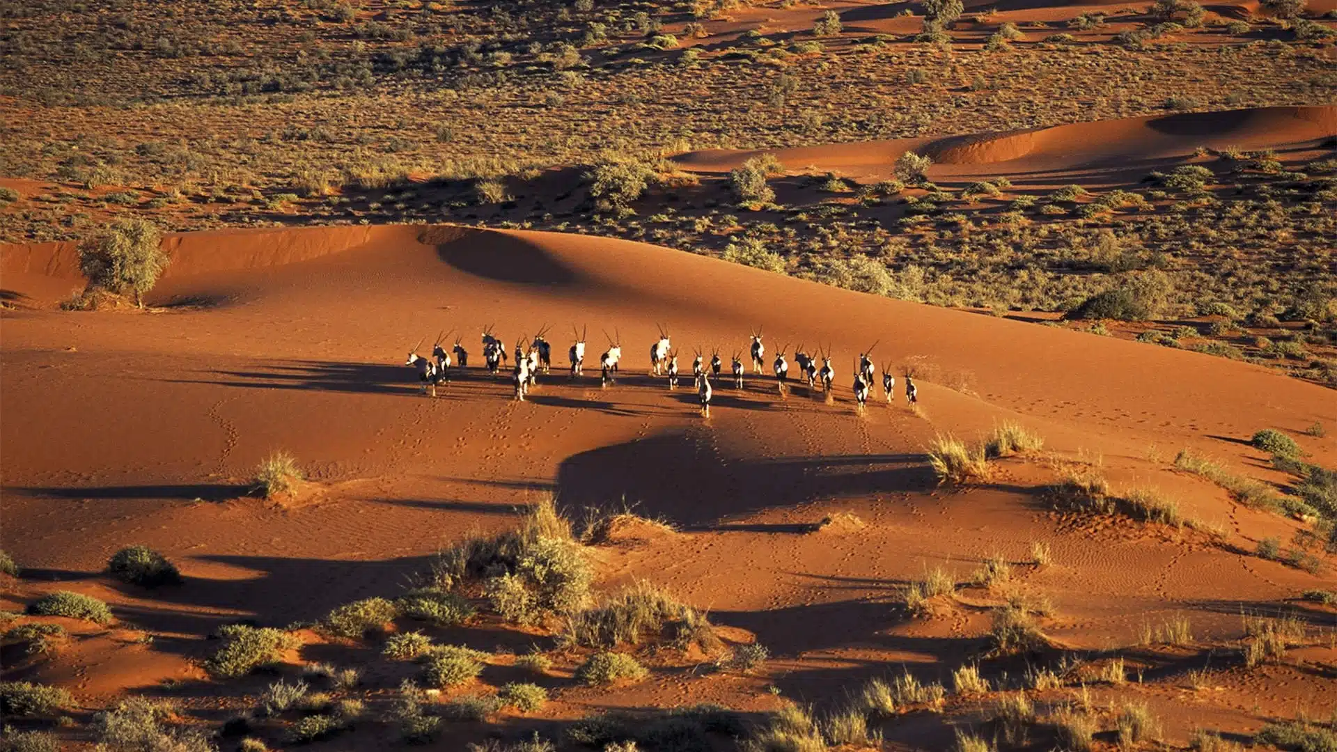 Walking with the San in the Central Kalahari