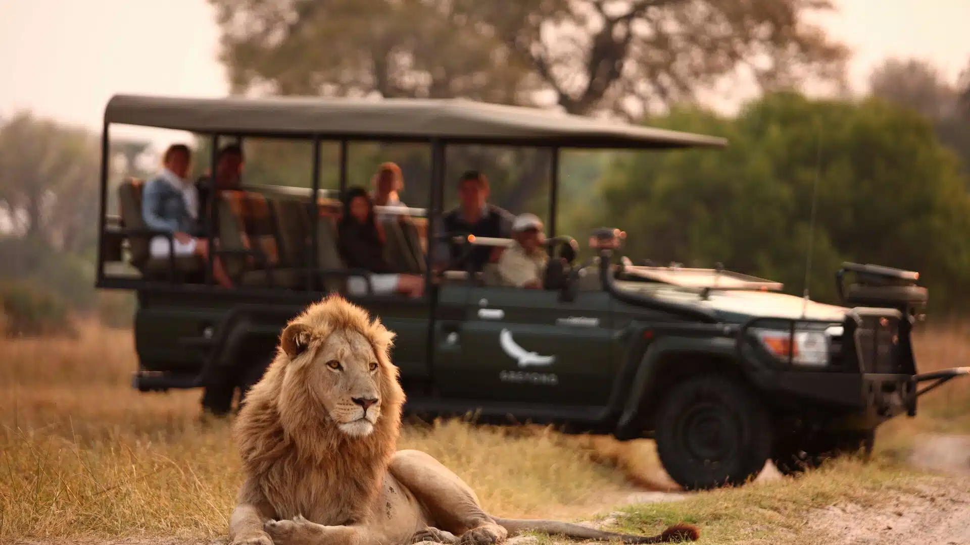 Safari