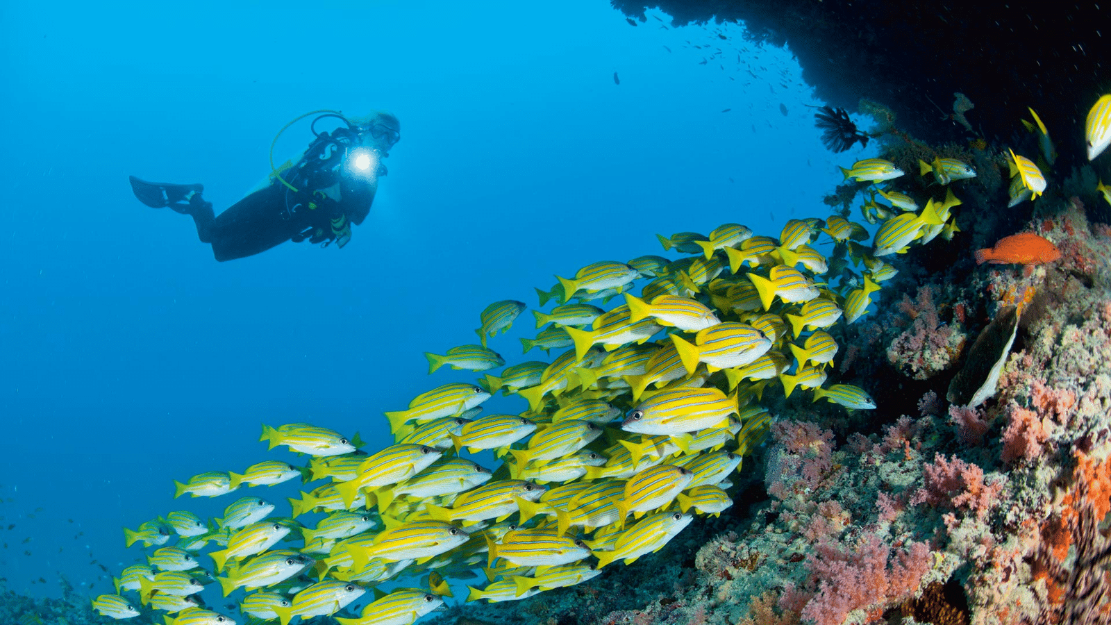 Scuba Diving at Pain de Sucre, St Barts