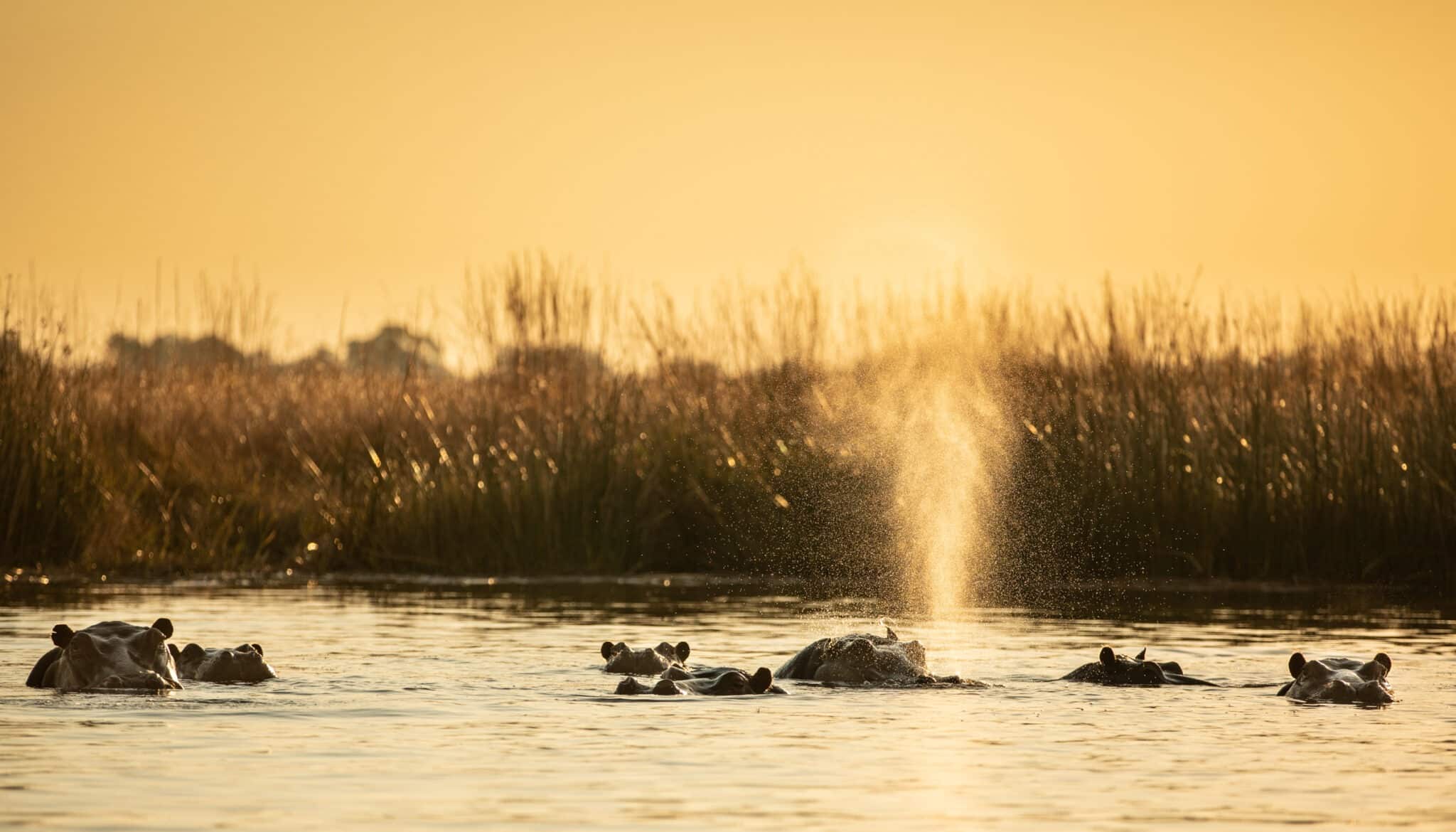 Days 2-4: Selinda Concession, Botswana