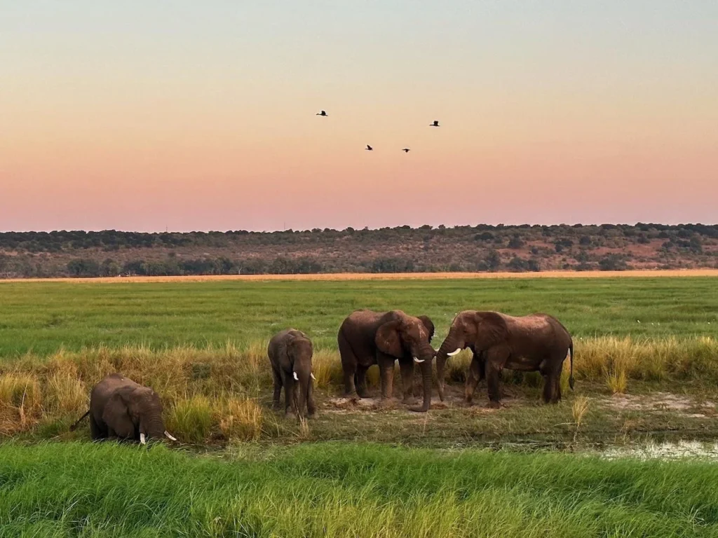 South Africa & Botswana Safari Adventure