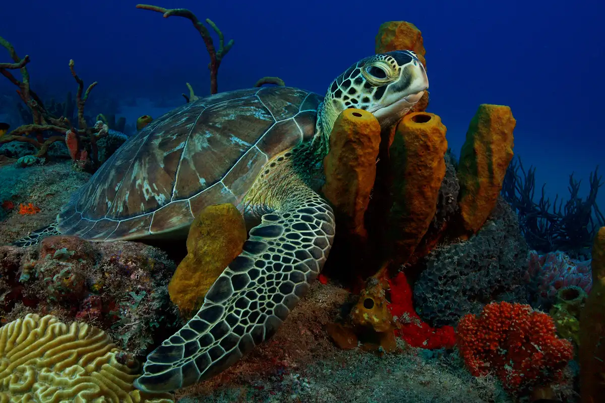 Swimming with Sea Turtles in St Barts