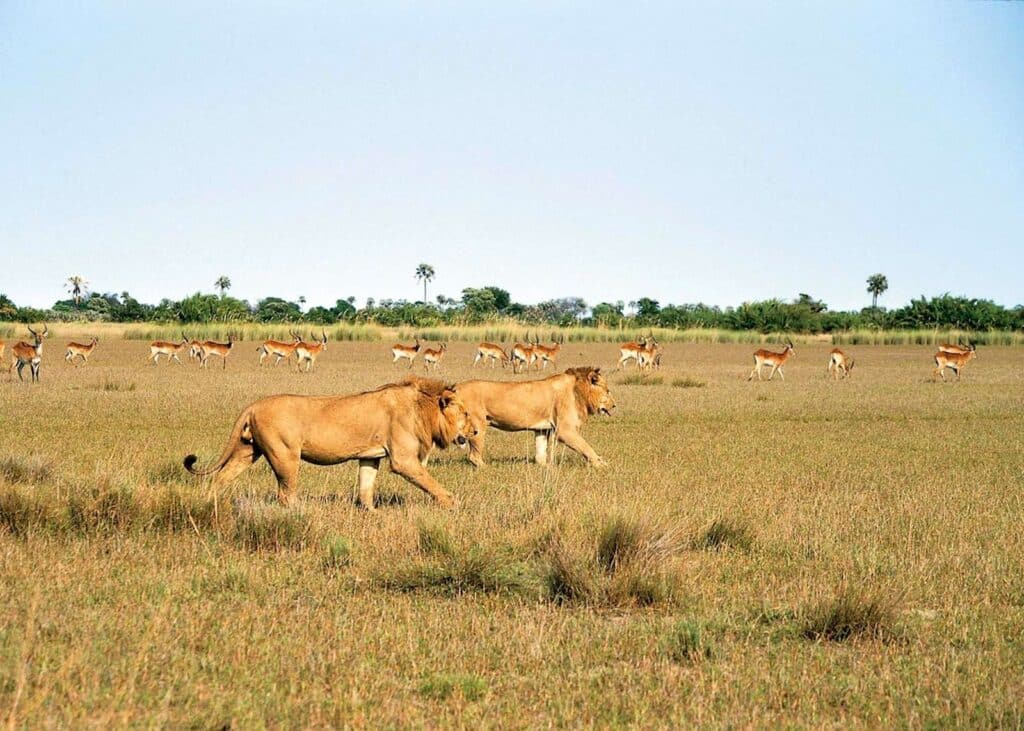 Luxury Botswana: Okavango Delta & Victoria Falls