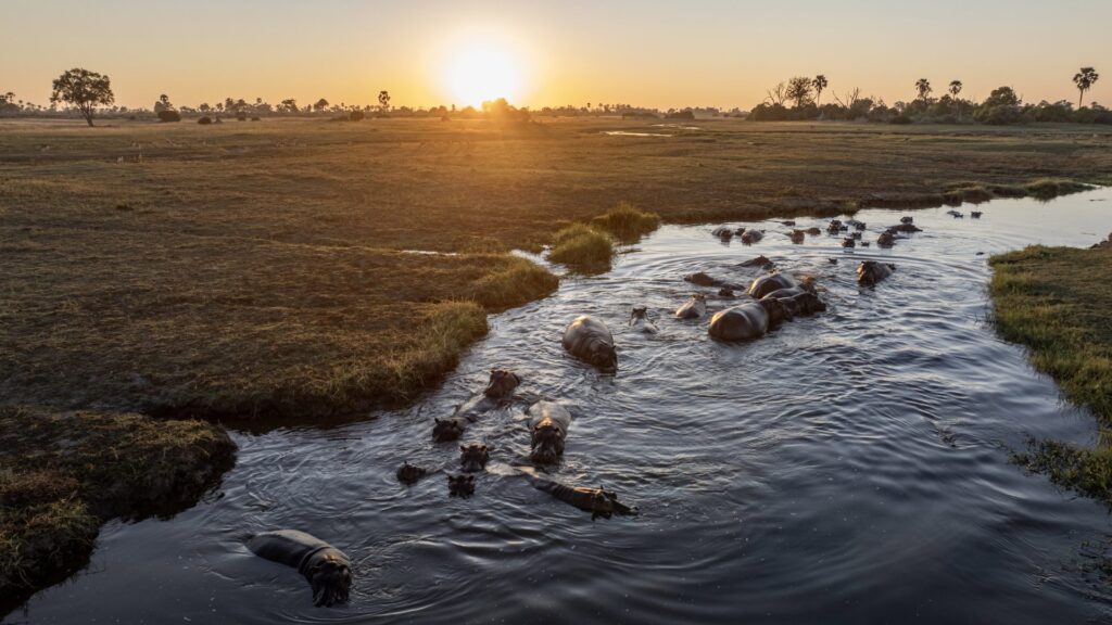 The Okavango Delta, Northern Concession