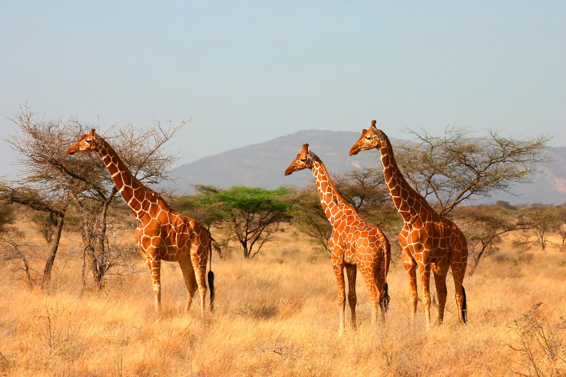 Days 2-5: Samburu
