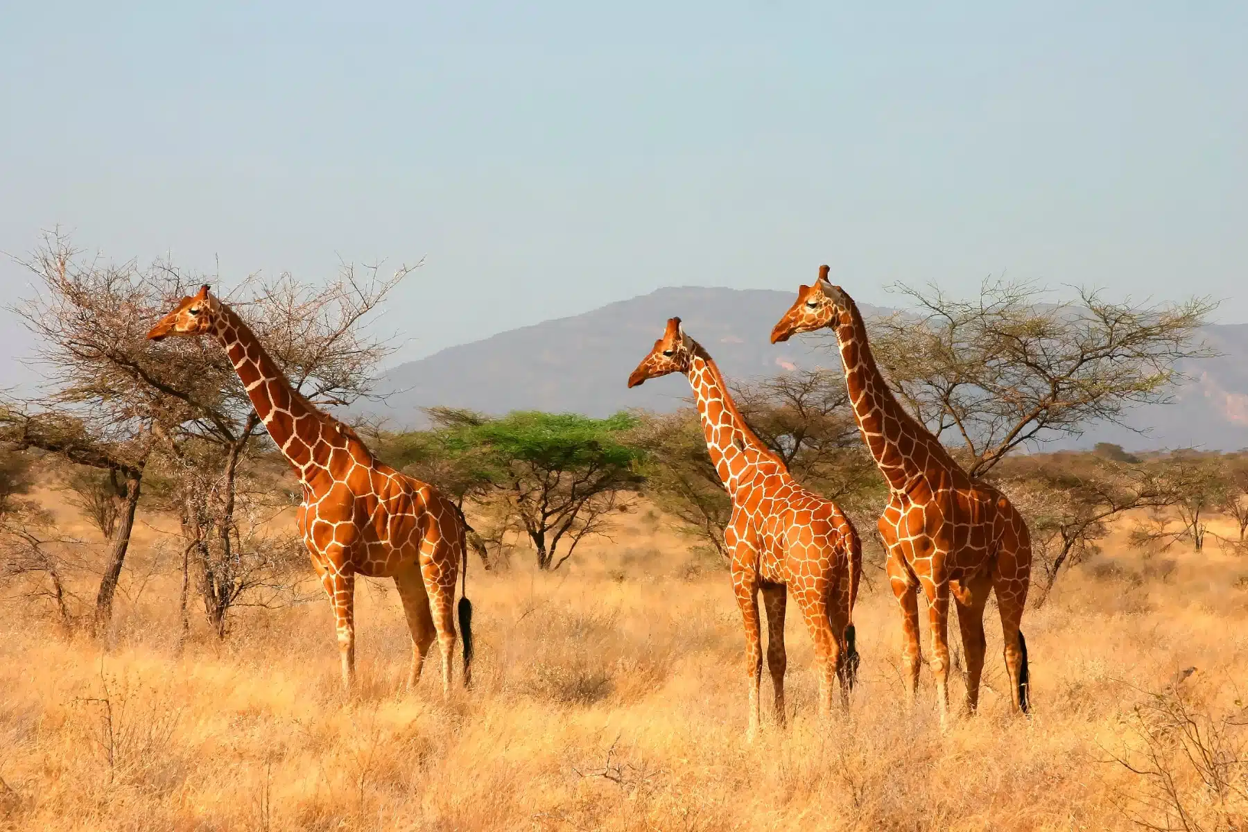 The Samburu Special Five
