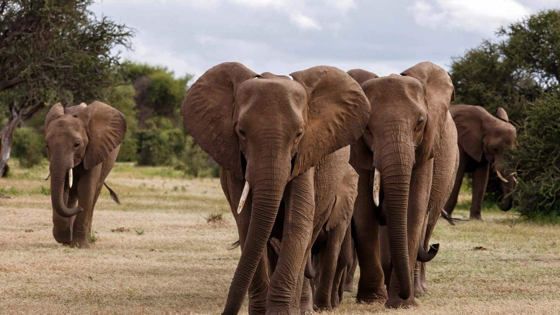 Walking Safari in the Tuli Block